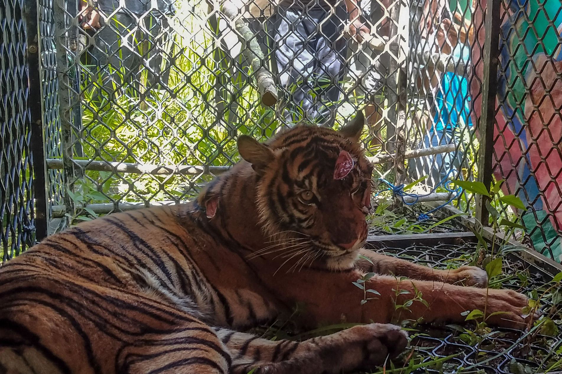 O animal passará por tratamento médico e será solto em um parque nacional
