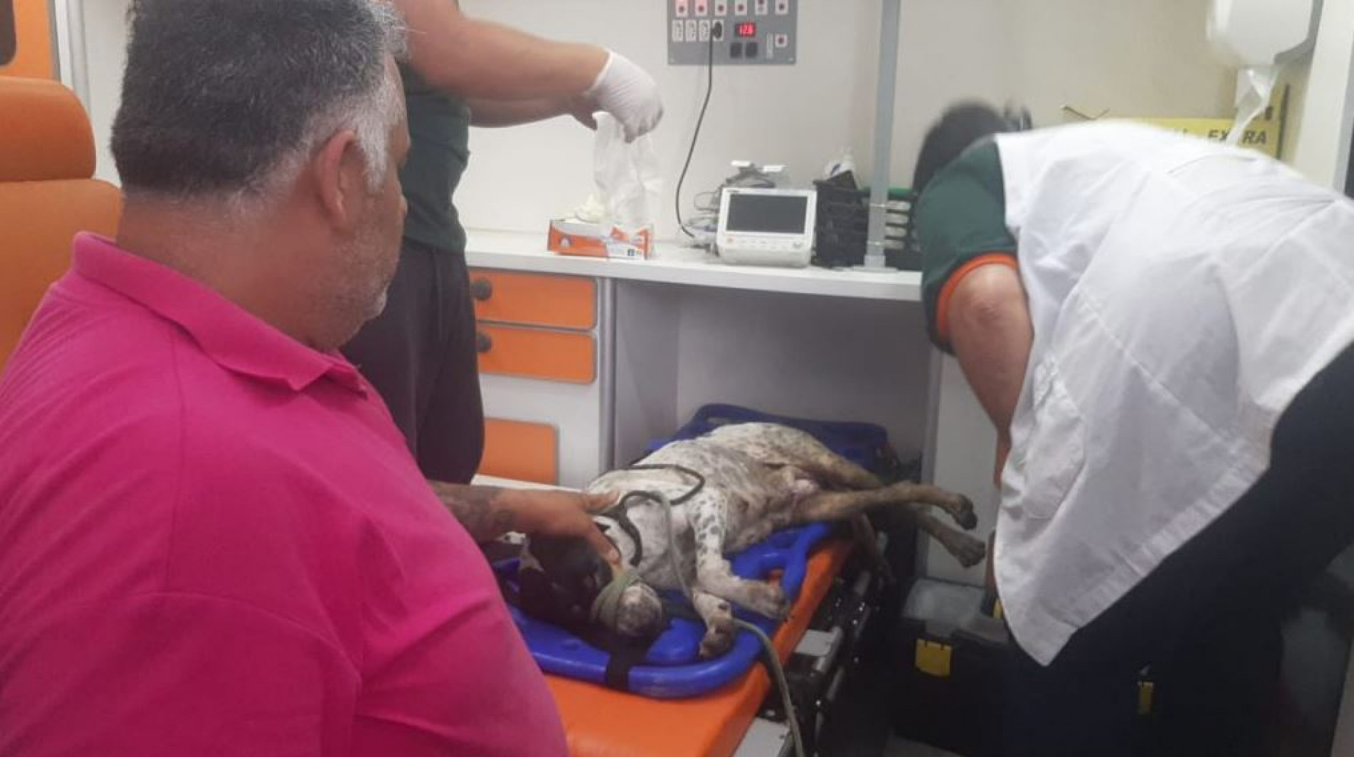 Cachorrinha foi resgatada nesta sexta-feira (10)