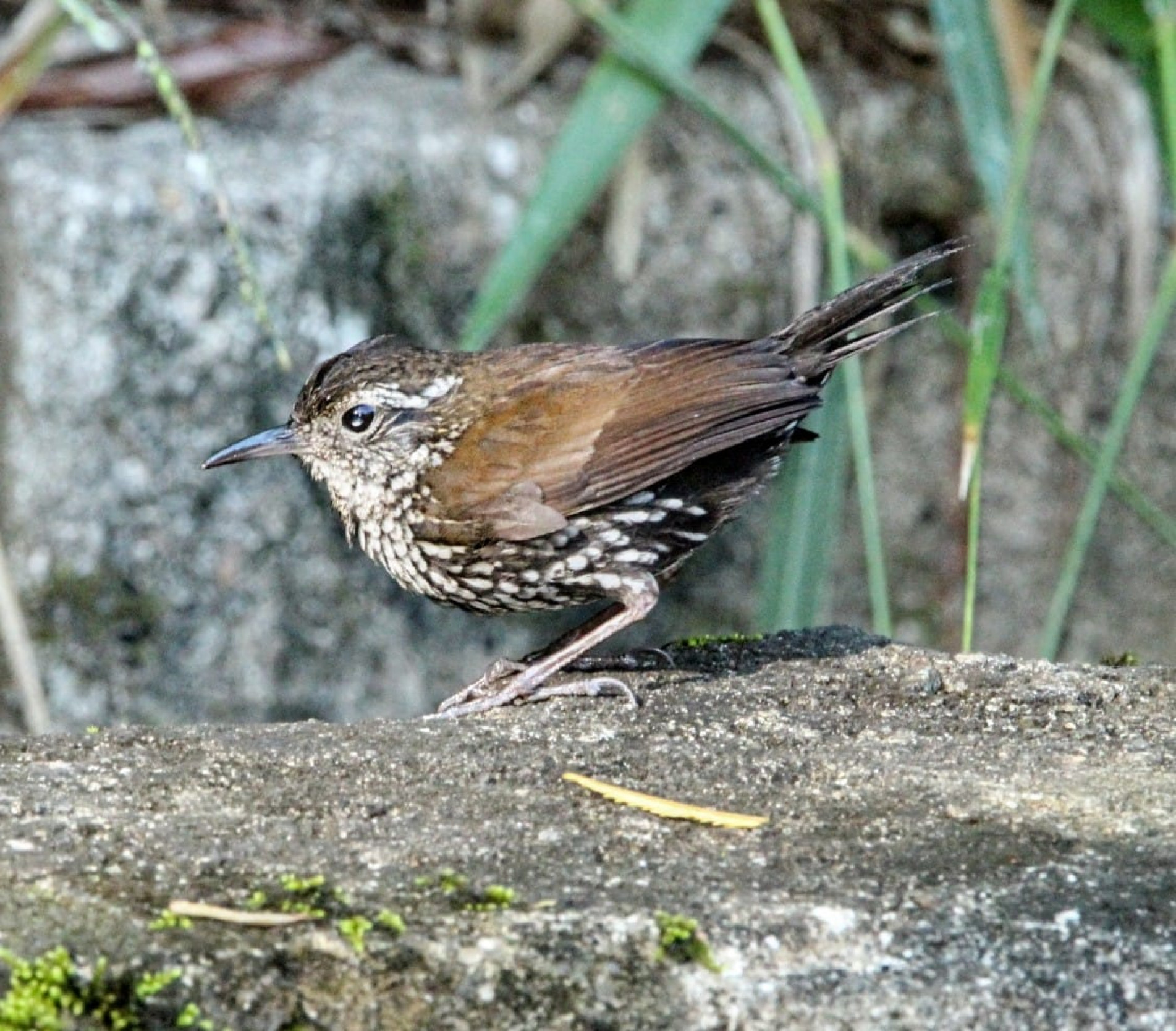 Ele vive nas margens de córregos e rios e pode ser encontrado próximo à água
