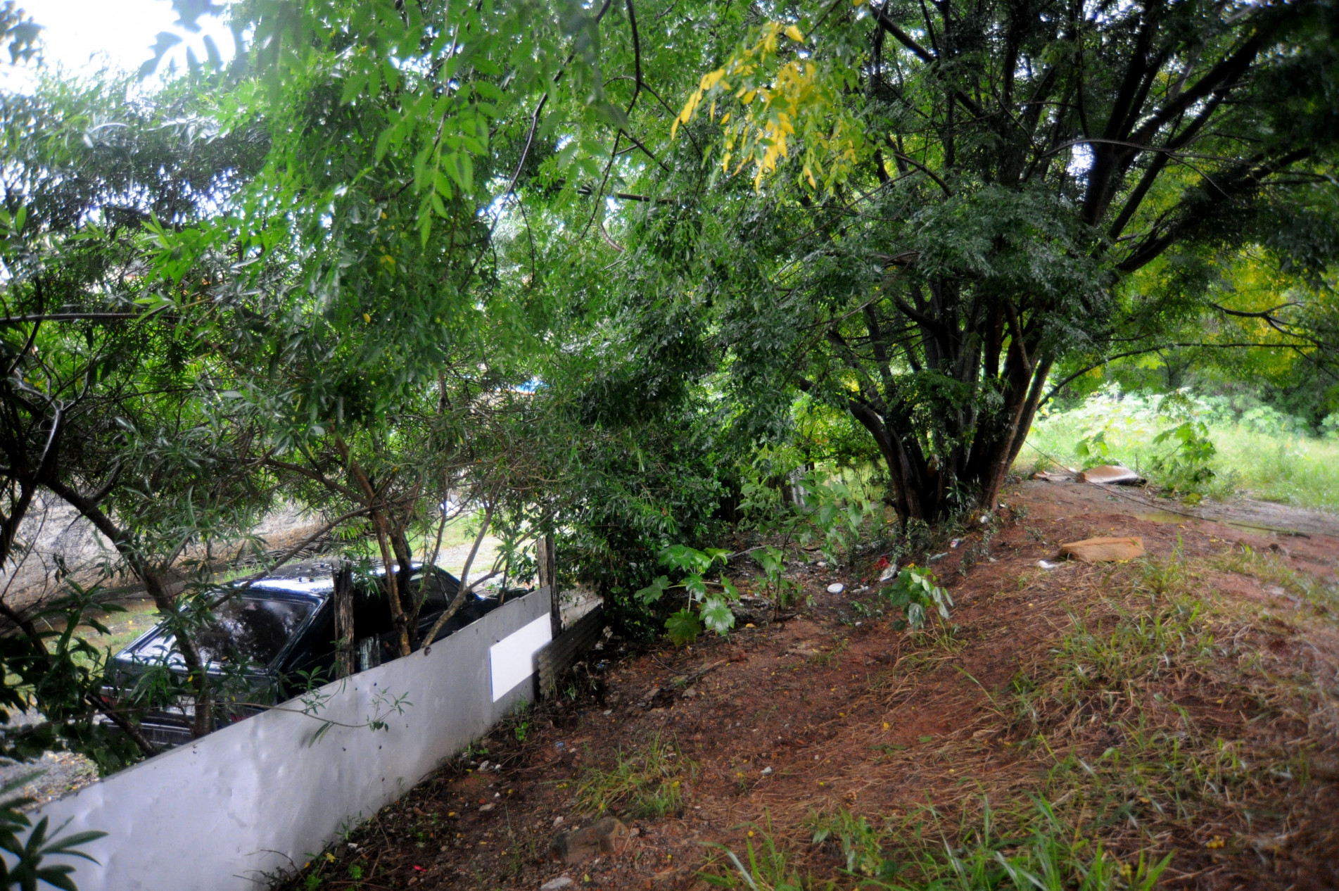 Vizinhos temem que árvores da área verde caiam e danifiquem suas propriedades