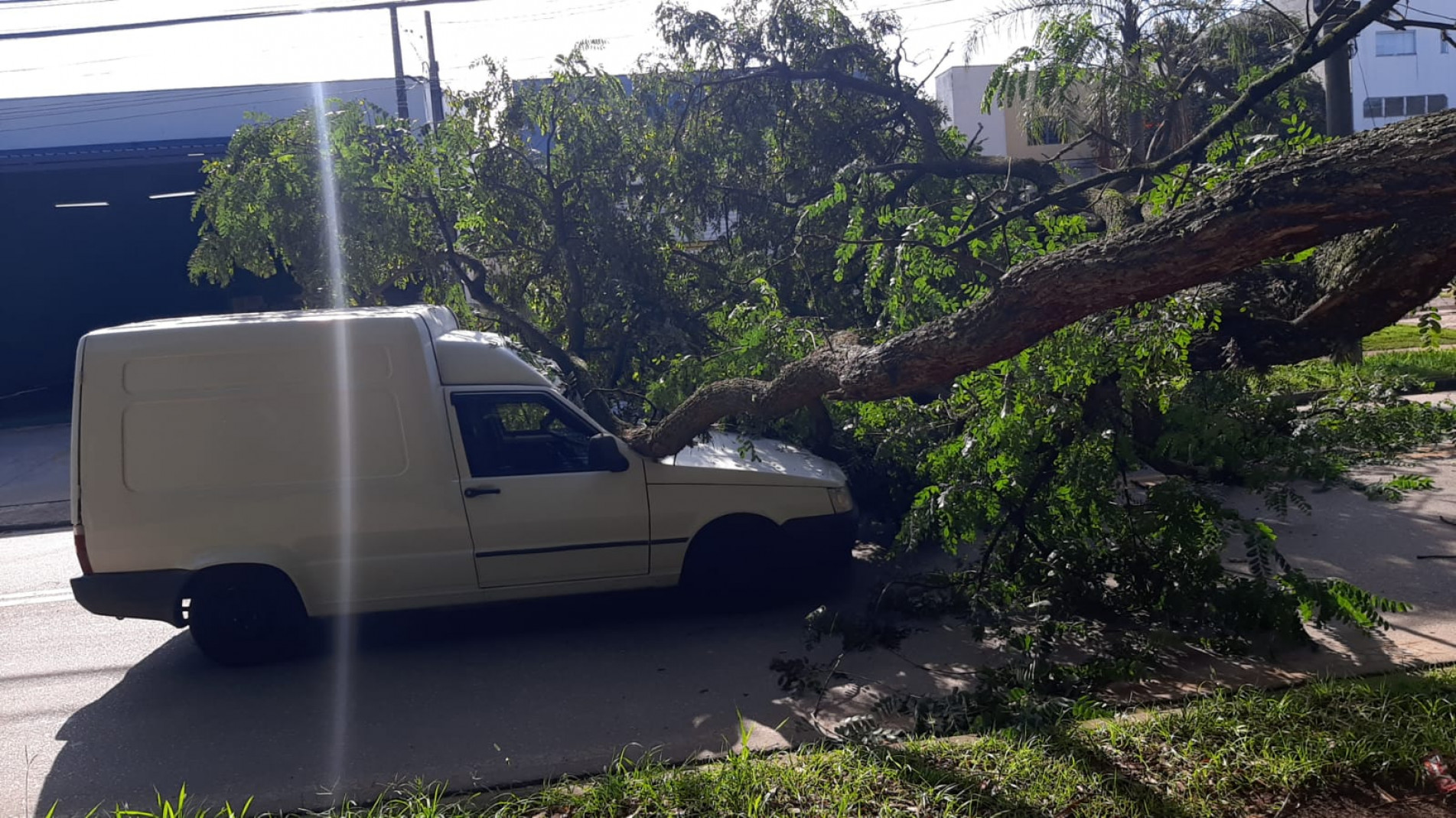 &Aacute;rvore caiu na avenida XV de Agosto na manh&atilde; desta ter&ccedil;a-feira (21) e atingiu um ve&iacute;culo. O motorista teve apenas ferimentos na m&atilde;o. 