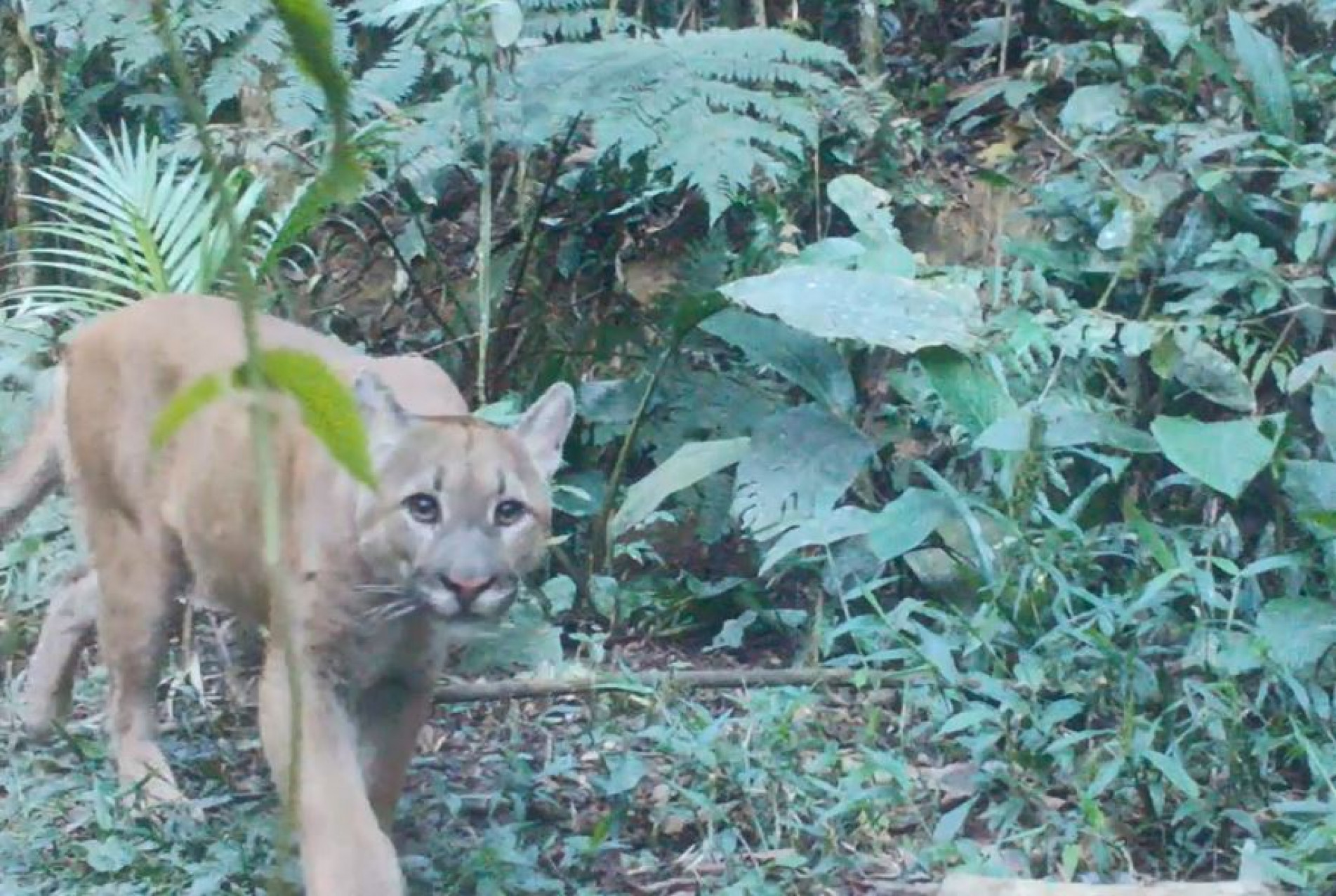 A onça parda é uma das espécies estudadas por meio dos vídeos