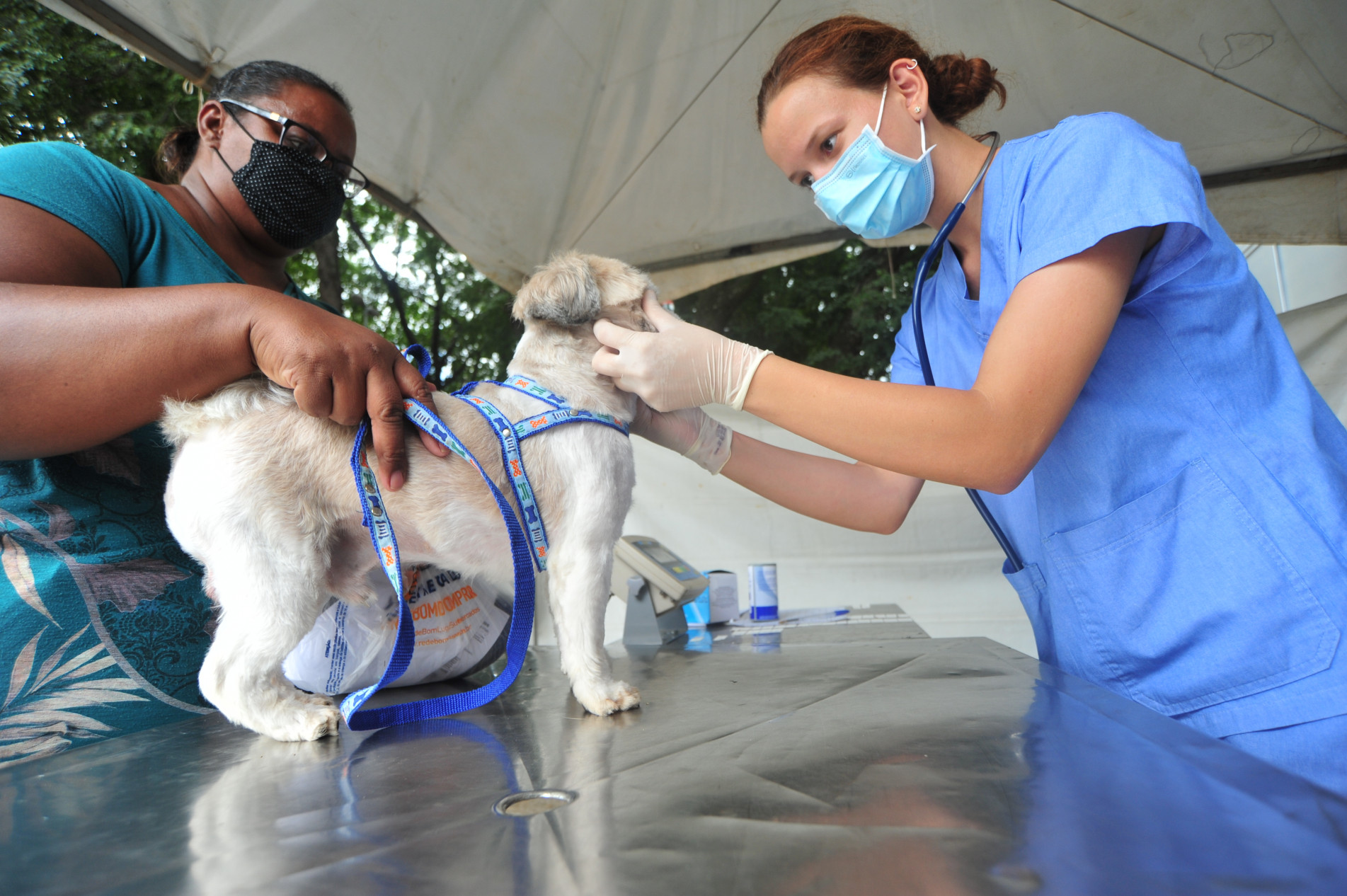 Cirurgias ocorrerão de 10 a 12 de abril, em estrutura completa a ser montada no Ceagesp