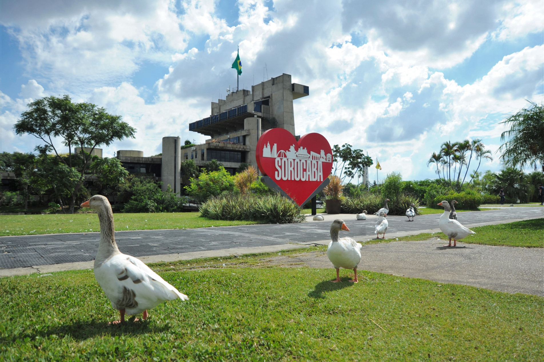 No Parque do Paço, os gansos praticamente já se incorporaram à paisagem