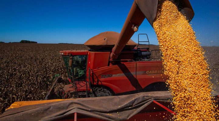  O milho &eacute; um dos tr&ecirc;s principais produtos da safra, juntamente com o arroz e a soja 