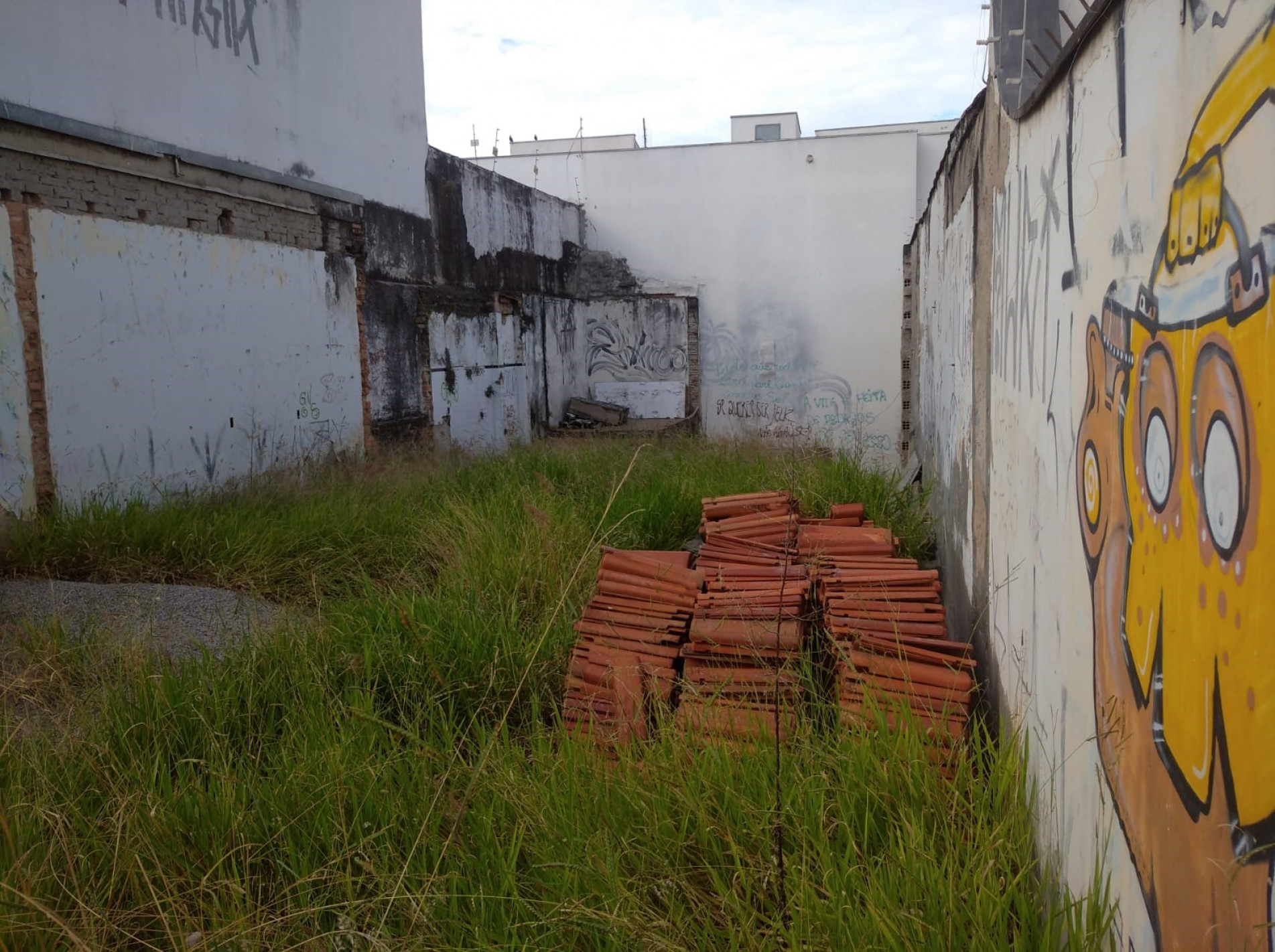 Vizinhos dizem que áreas não recebem manutenção há meses, atraindo animais peçonhentos e pessoas em situação de rua; Prefeitura promete fiscalizar e acionar proprietários
