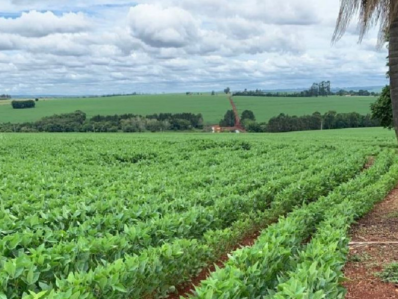 Itapetininga se consolida entre os maiores produtores de soja