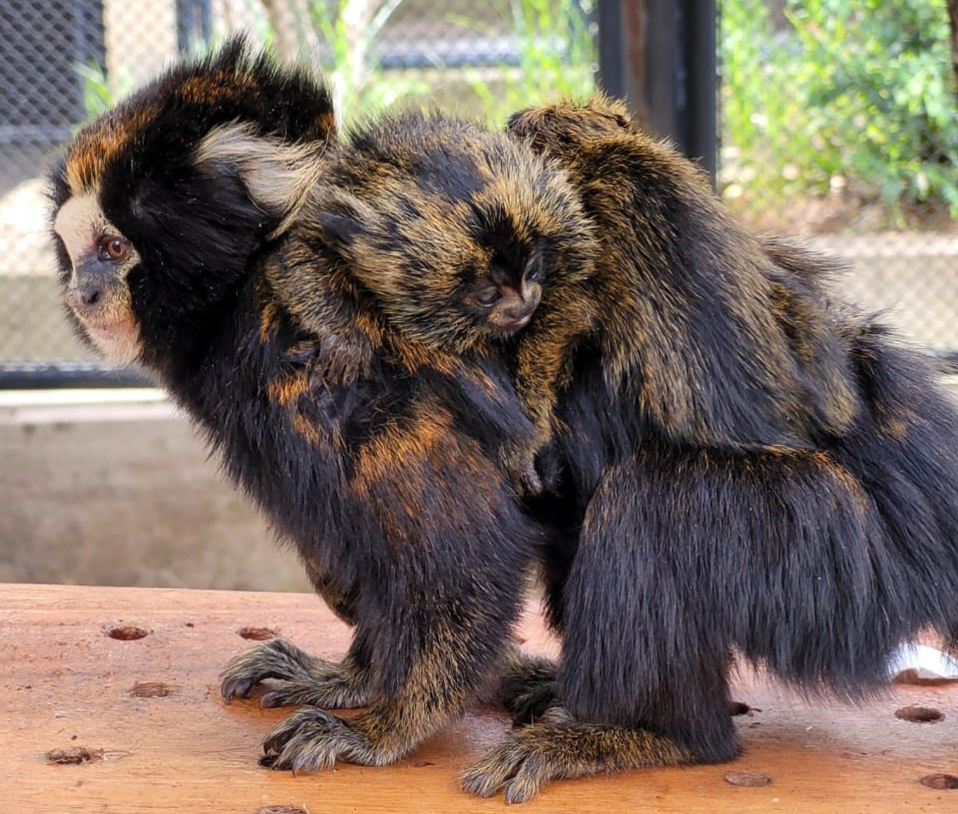 SP registra nascimento de espécie rara de sagui-da-serra-escuro