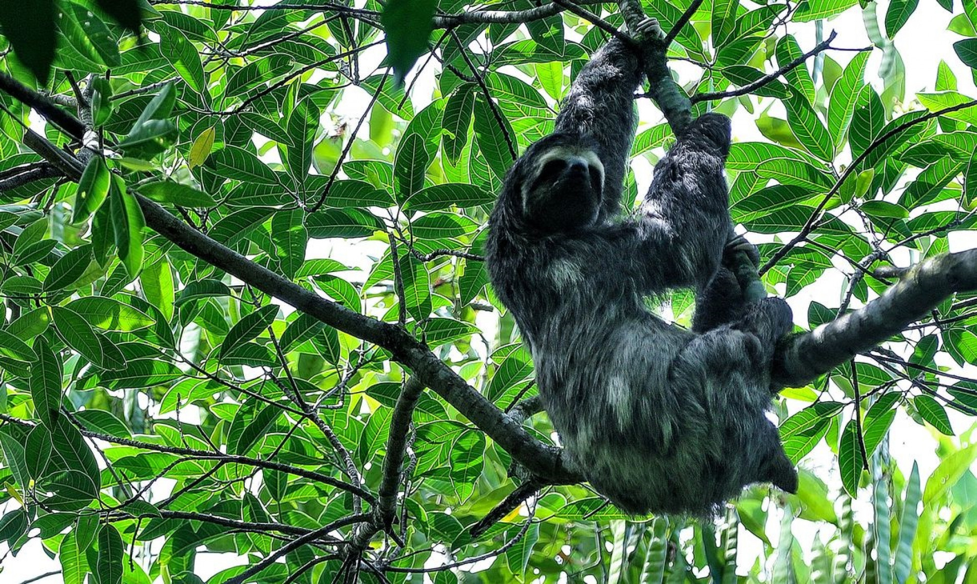 Bicho-preguiça pendurado em galho de árvore na trilha para o Cânion do Iconha, Guapimirim