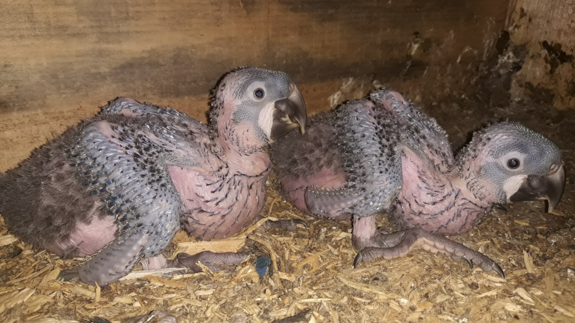 Governo de SP mantém o Centro de Pesquisa e Conservação da Fauna, onde já nasceram 17 filhotes da ave desde 2018