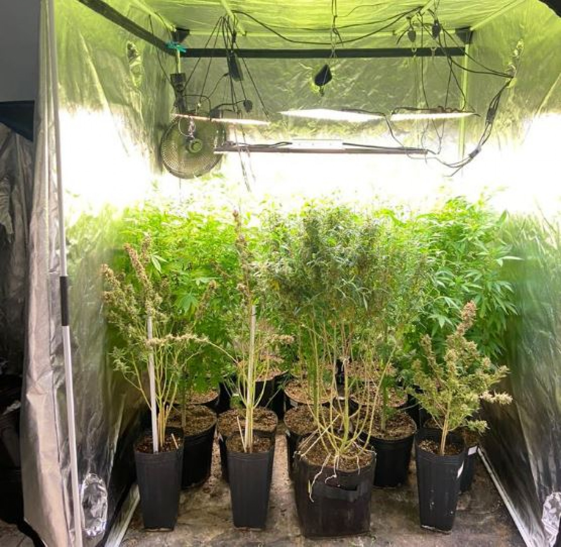 Imóvel funcionava como um laboratório de produção de maconha e skank 