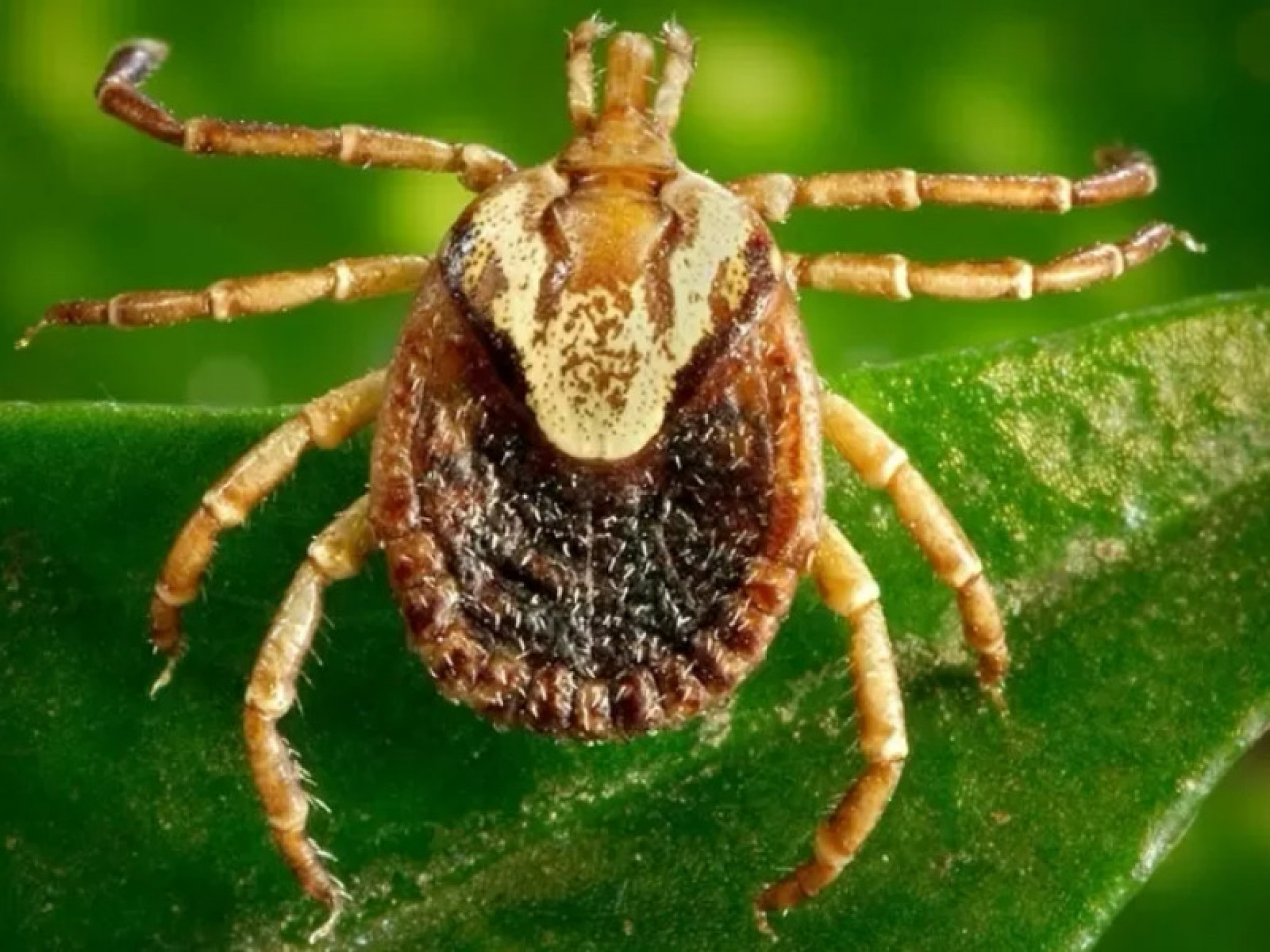 Doença é transmitida pelo carrapato-estrela ou micuim, infectado pela bactéria Rickettsia rickettsii