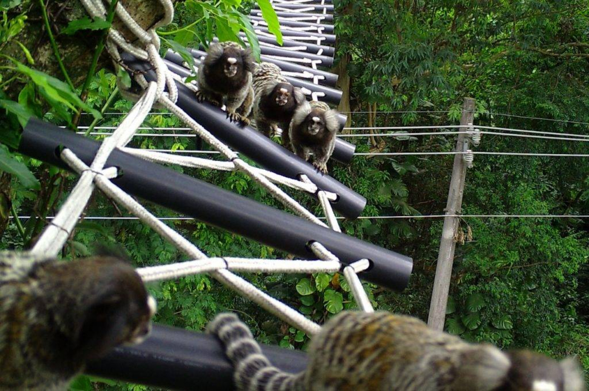 Passarelas e túneis verdes ajudam espécies a atravessar estradas sem risco de atropelamento