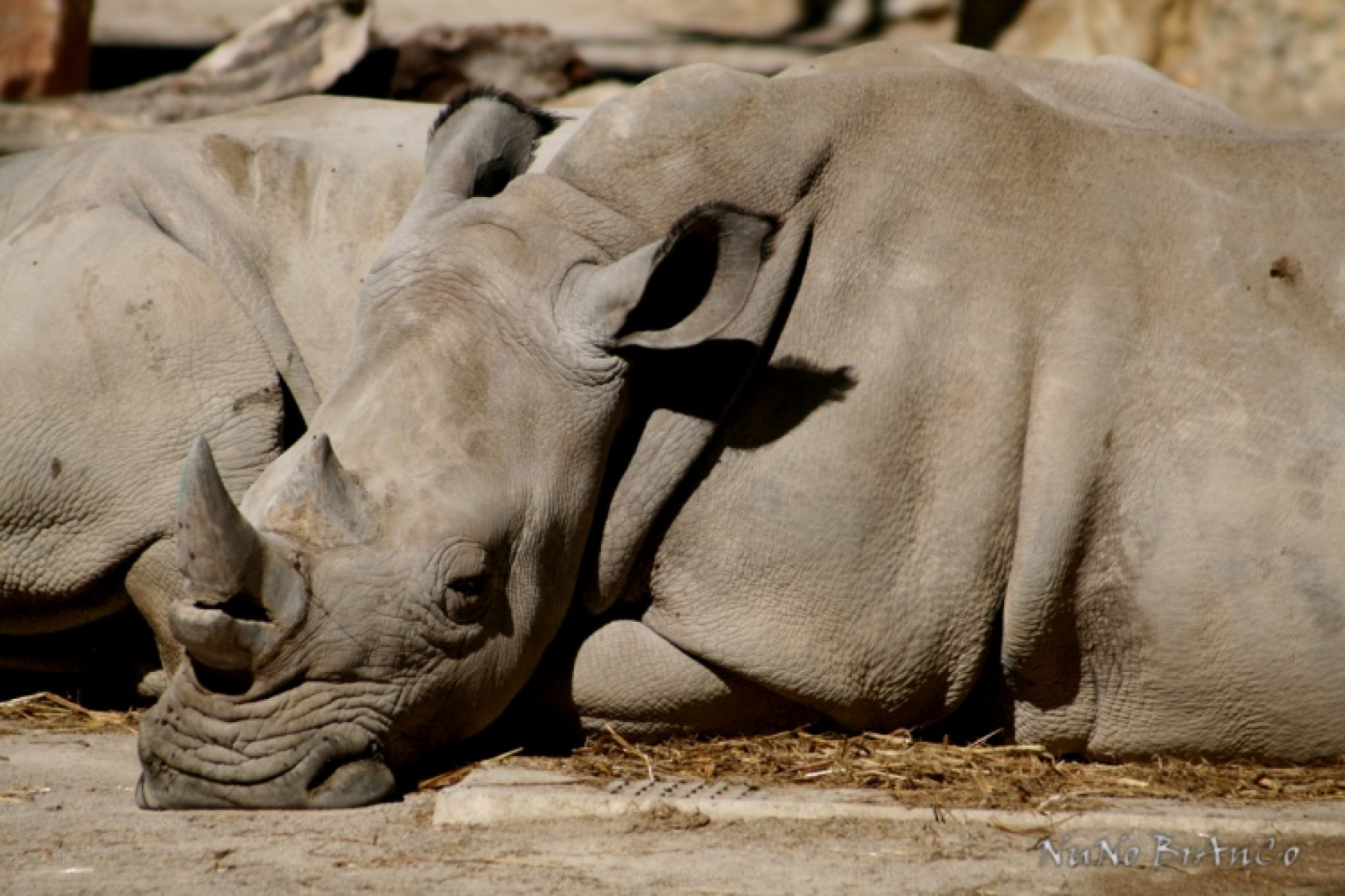 Parque recebeu 16 animais que são vítimas da caça ilegal e predatória