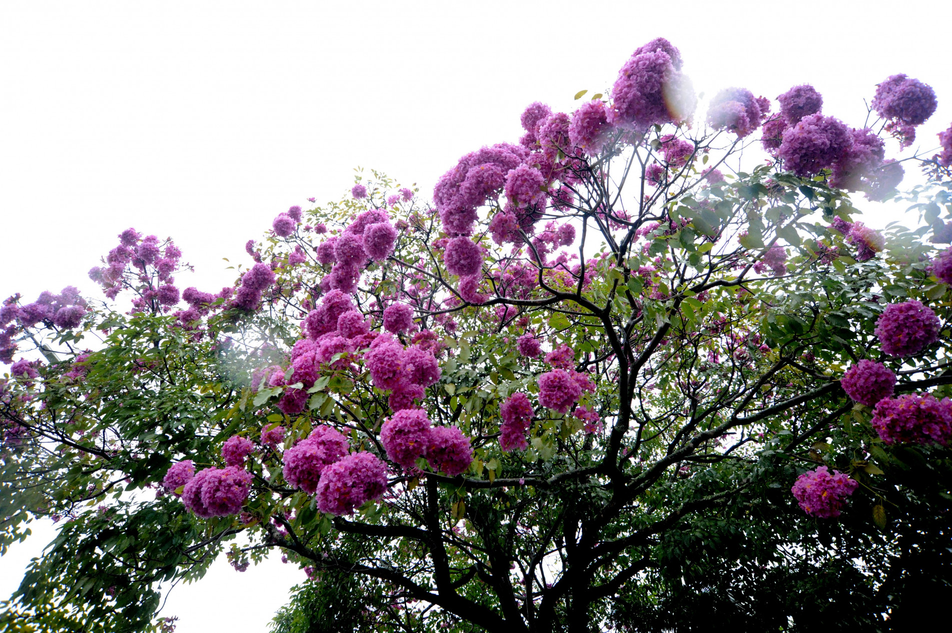Há espécies de ipê com flores da cor roxa, da mais intensa até as mais claras
