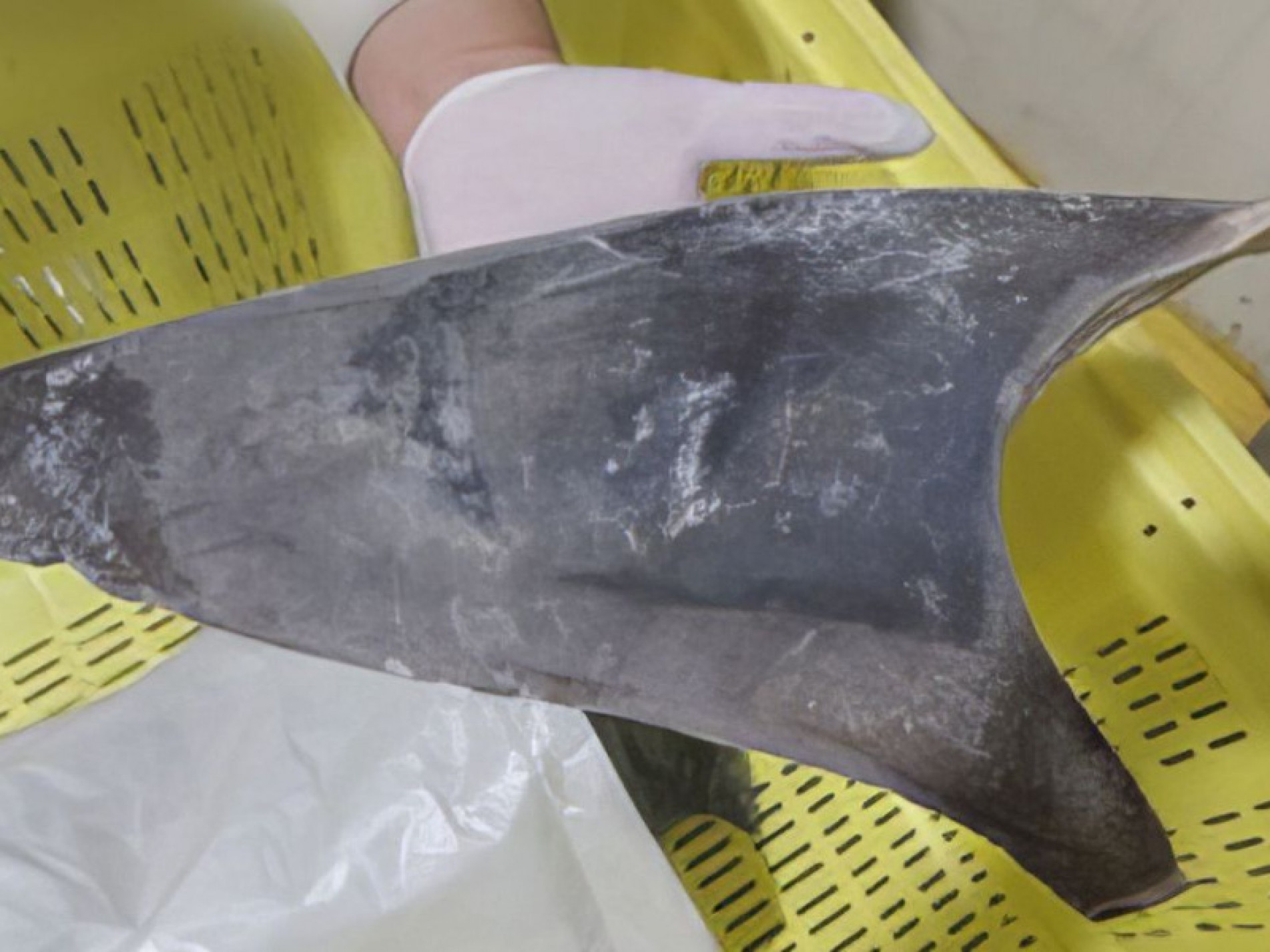 Pela quantidade, estima-se morte de 10 mil animais