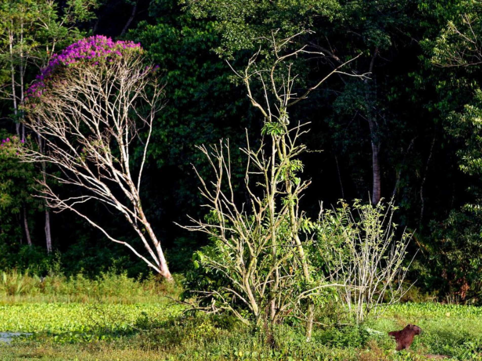 O CO2 é um dos principais responsáveis pelo efeito estufa