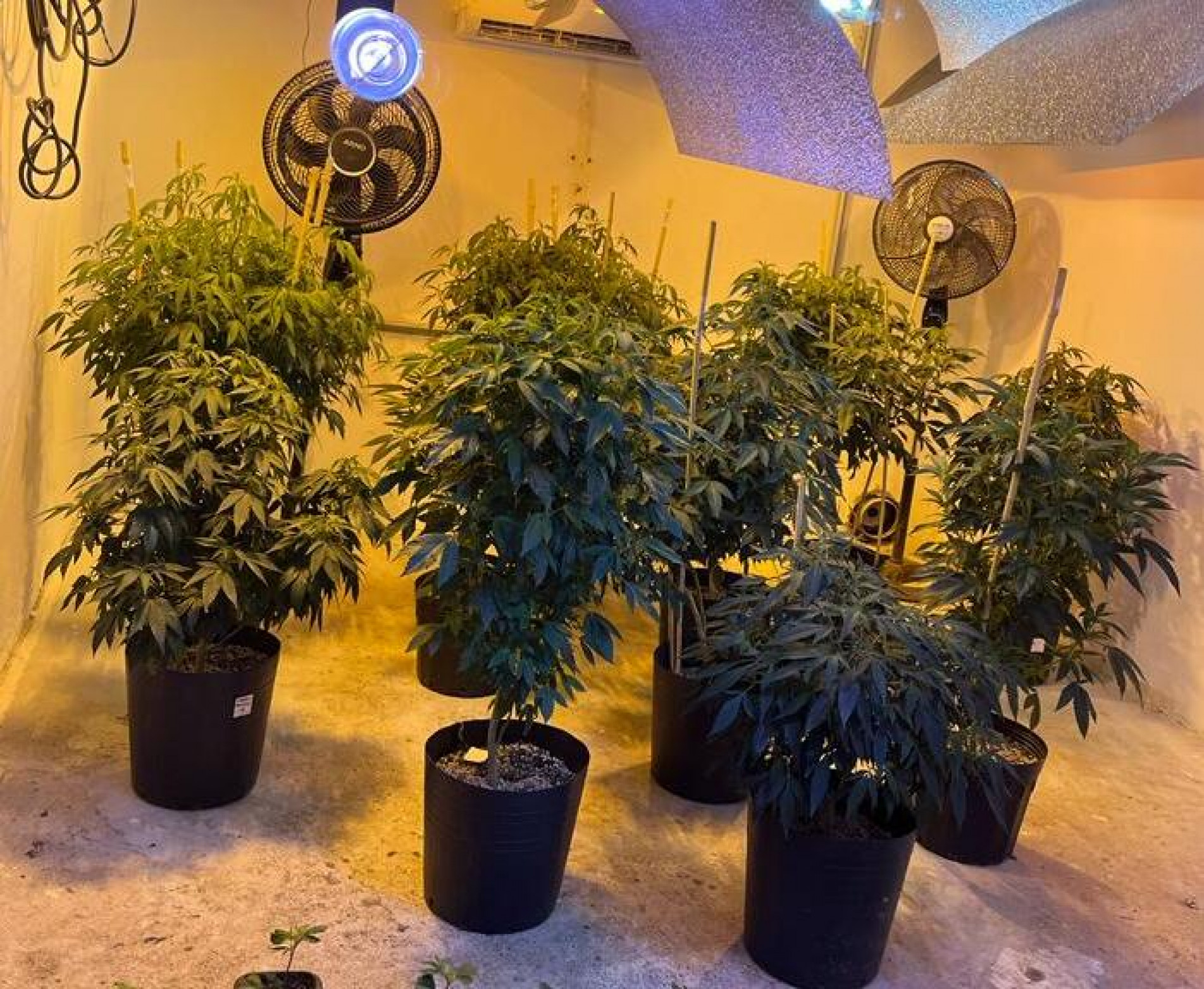 A polícia apreendeu 222 pés de maconha transgênica na plantação 