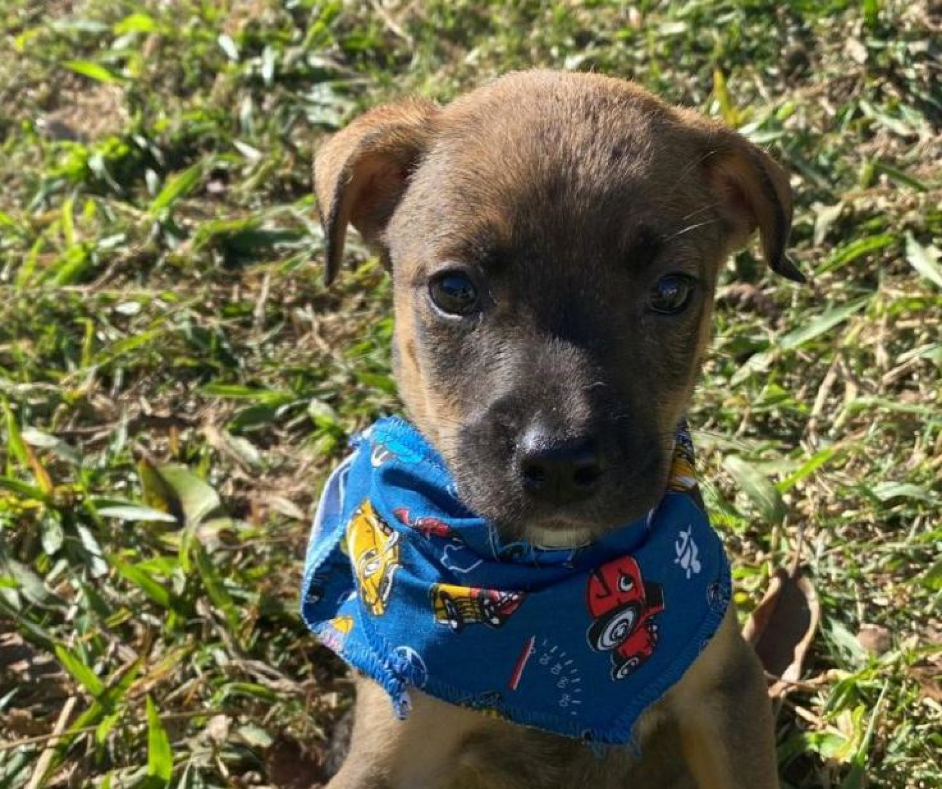 Feira de adoção de cães adultos e filhotes, que ocorrerá no Pátio Cianê Shopping, neste sábado (1º)