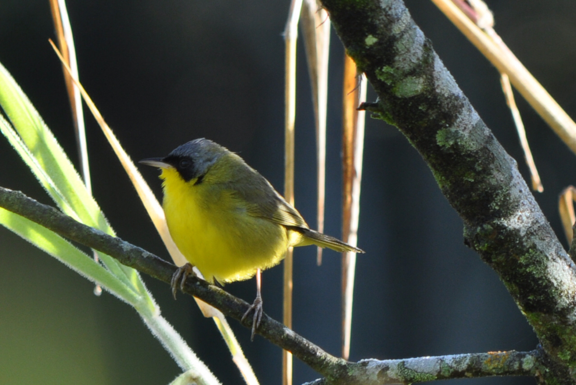 A pia-cobra vive em brejos e outras áreas alagadas das cidades