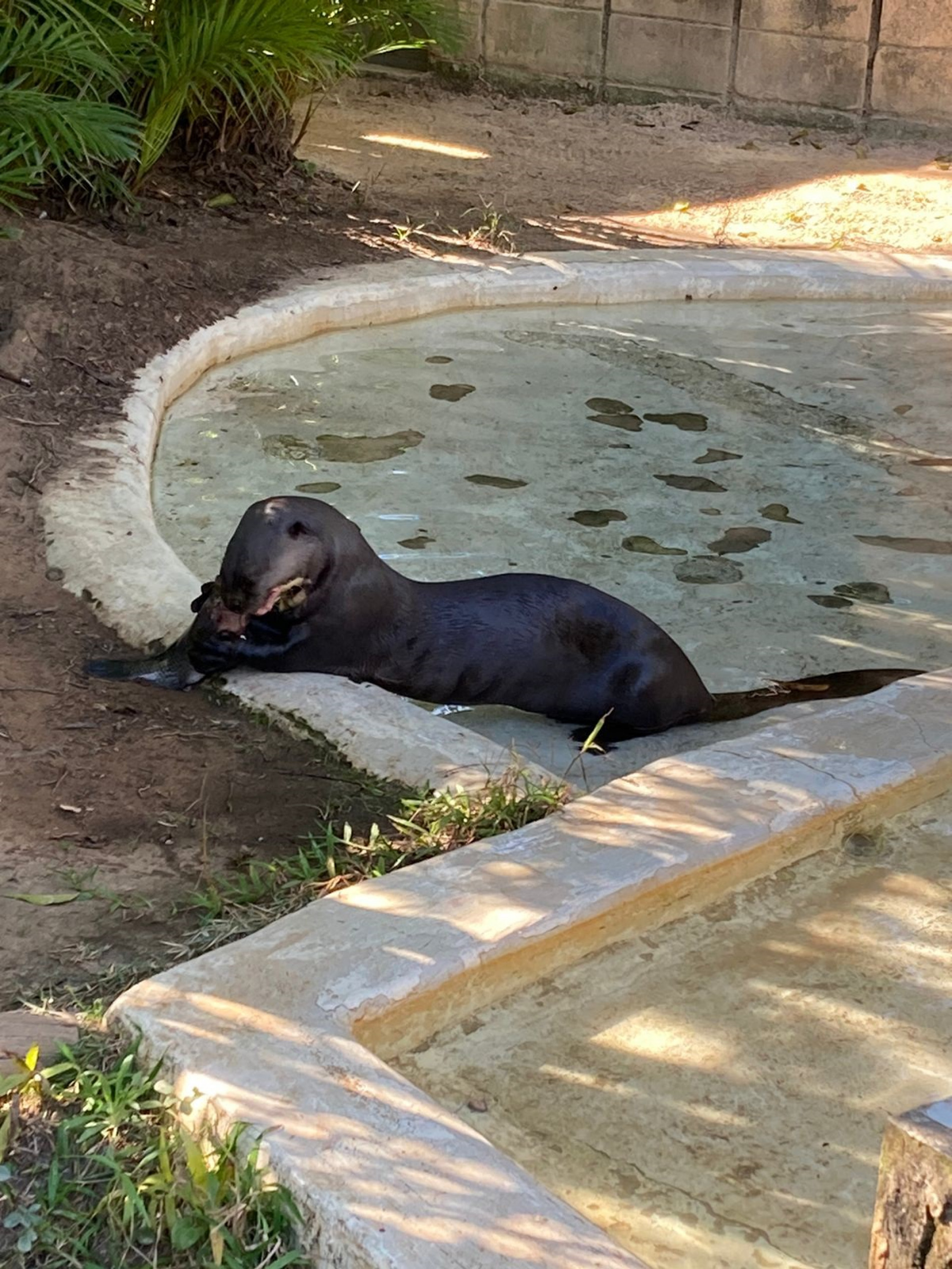 Ela é o indivíduo mais antigo do programa de conservação de sua espécie em todo o Brasil
