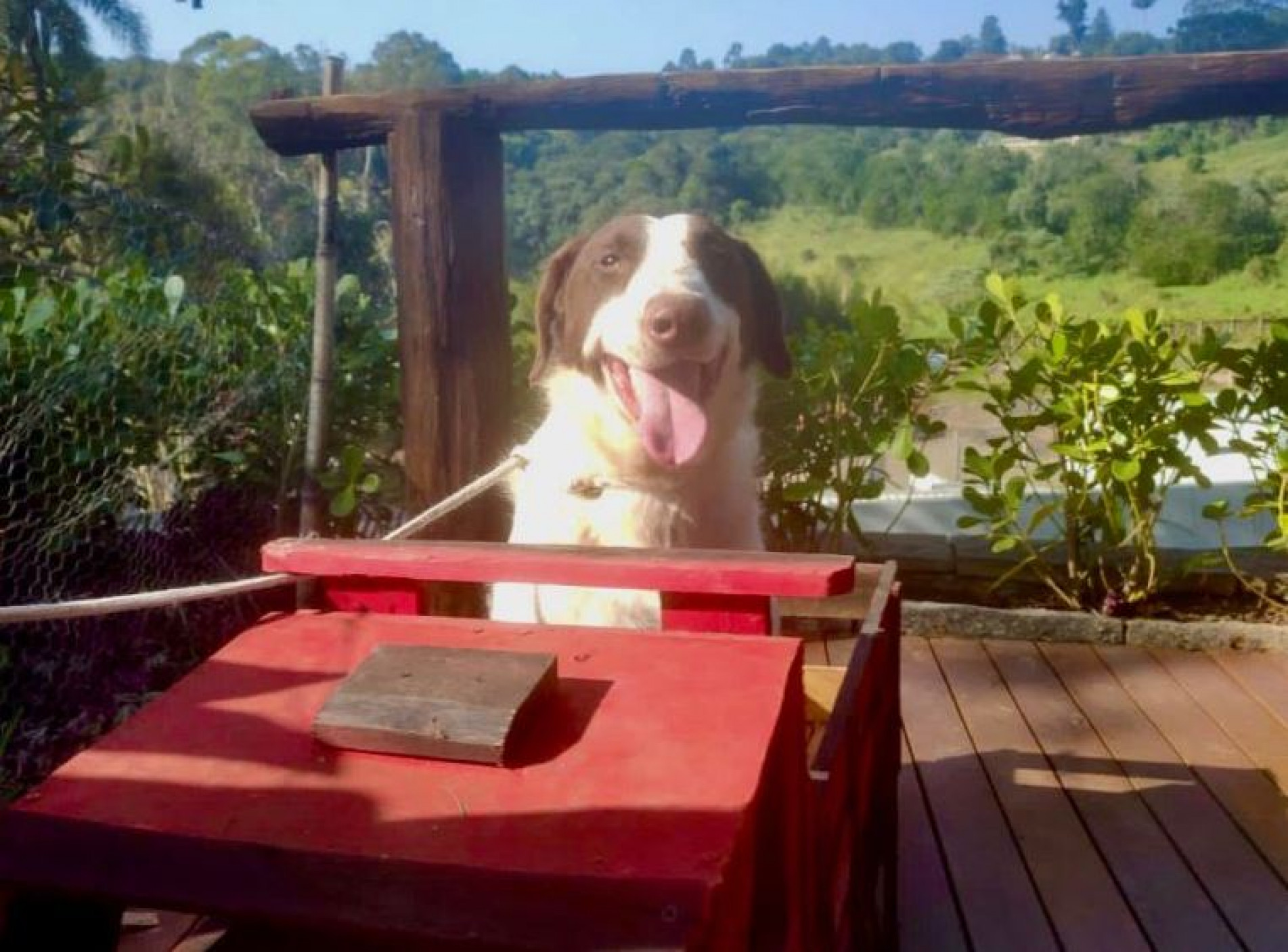 Feira de ado&ccedil;&atilde;o de c&atilde;es ser&aacute; realizada neste s&aacute;bado (8), no Ceagesp