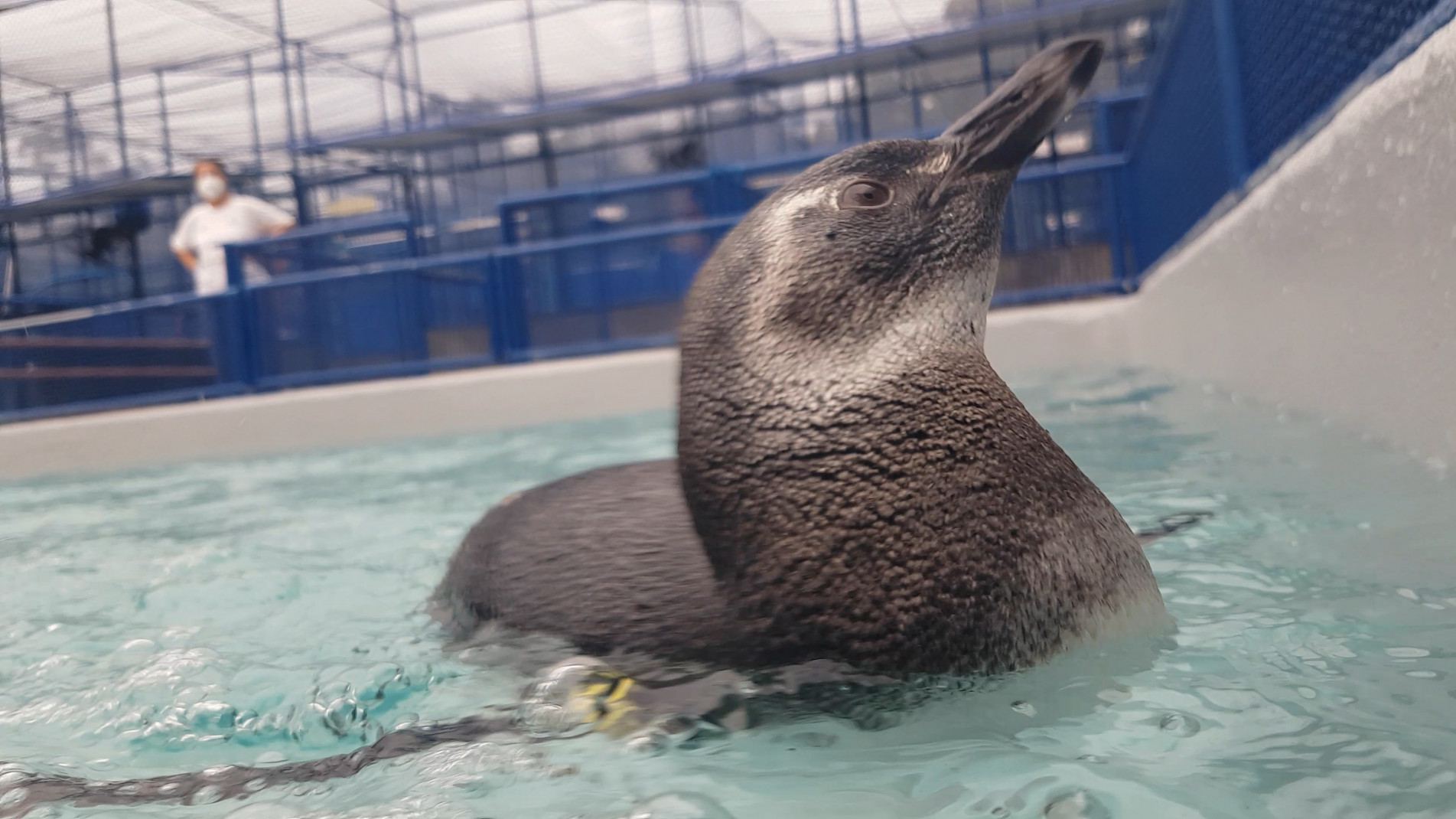 Pinguim-de-magalhães foi encontrado engasgado e debilitado em uma praia