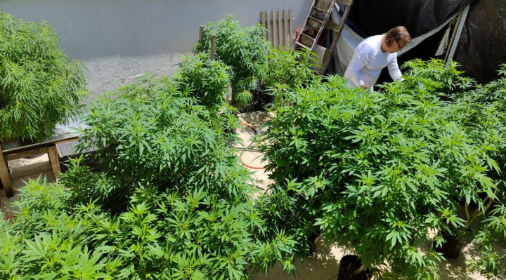 Anvisa proíbe importação de cannabis in natura e partes da planta