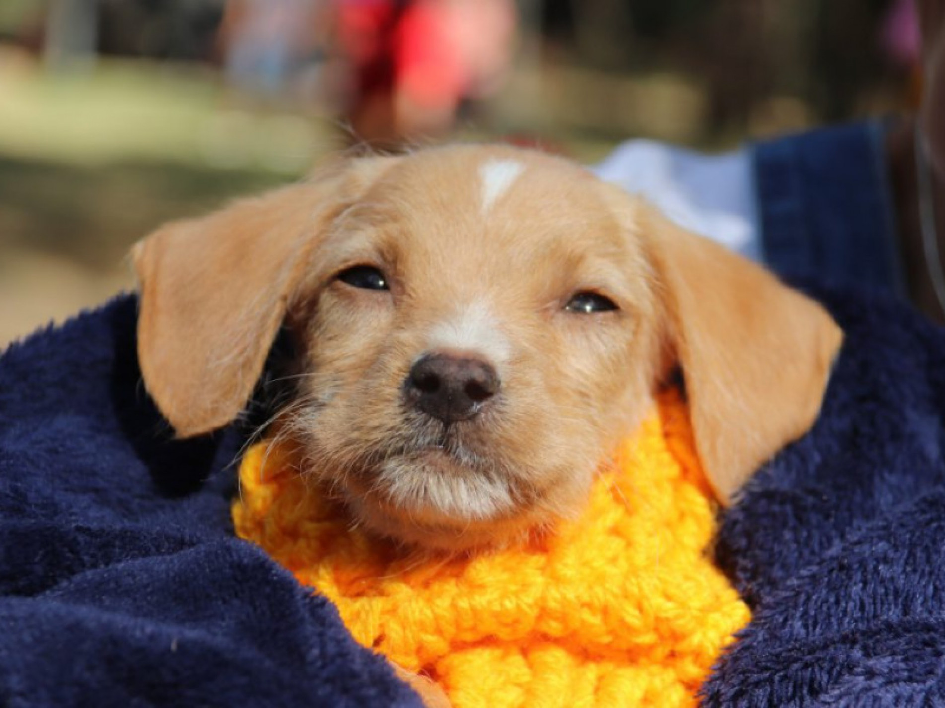 O objetivo da iniciativa, promovida pela Prefeitura de Sorocaba, &eacute; incentivar a ado&ccedil;&atilde;o respons&aacute;vel de animais