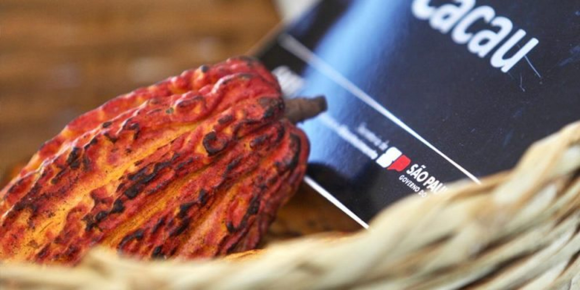 Produção de cacau no estado passa por um processo de fortalecimento e valorização