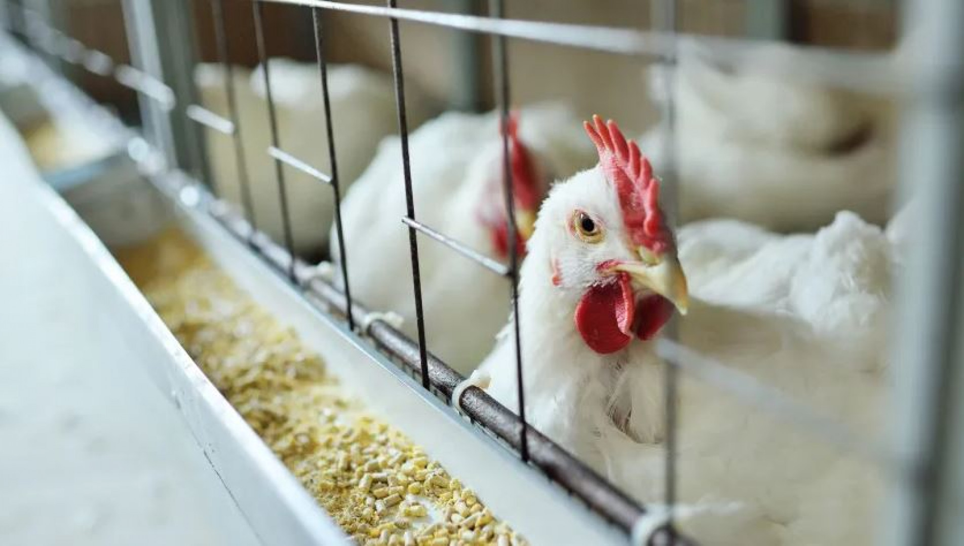 No total, h&aacute; 145 casos da doen&ccedil;a em animais silvestres no Pa&iacute;s 