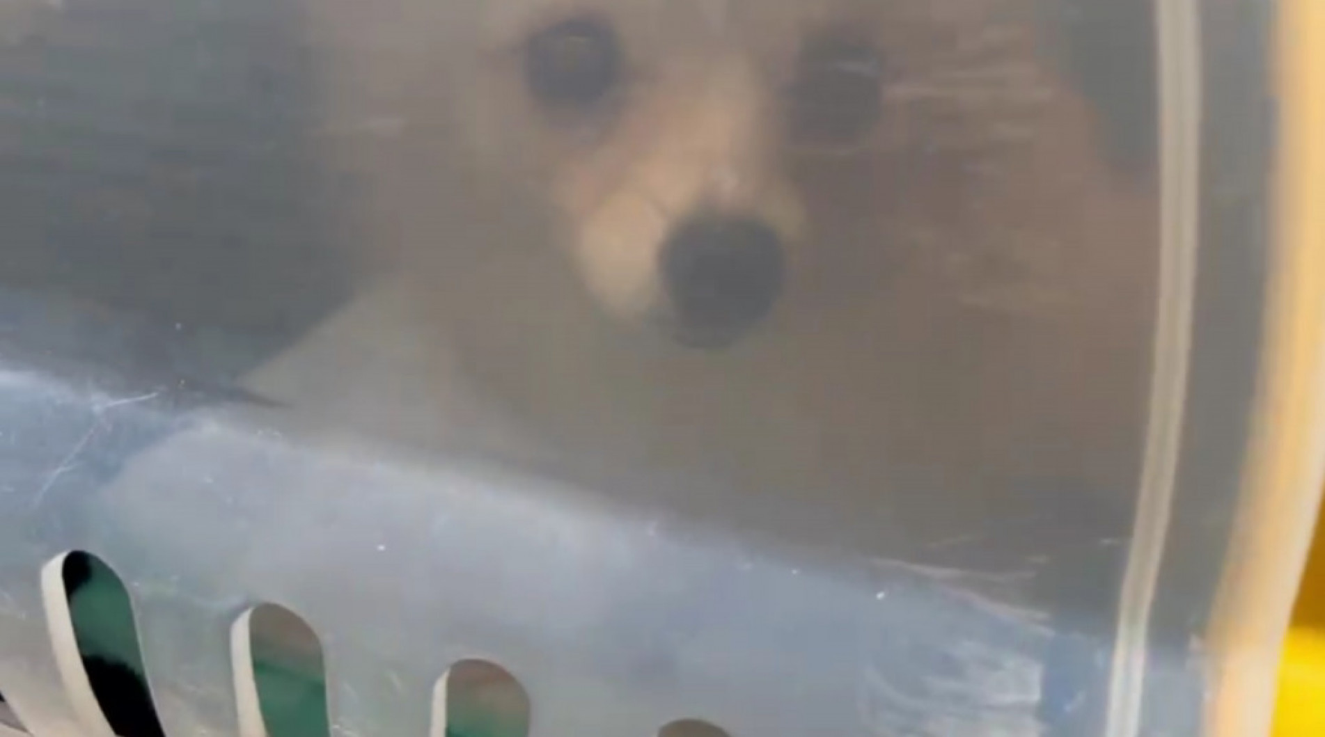 Polícia resgata 14 cães Lulu da Pomerânia e Chihuahua de canil clandestino