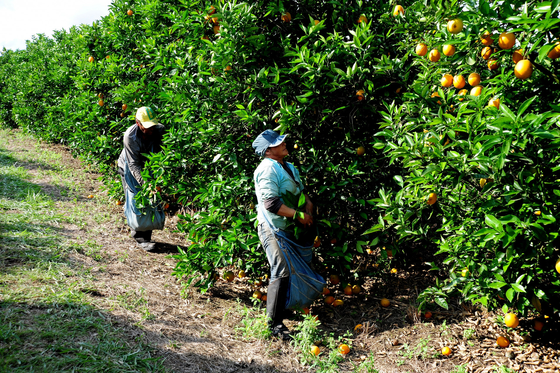 Segmento de sucos representa 83% da produção nacional