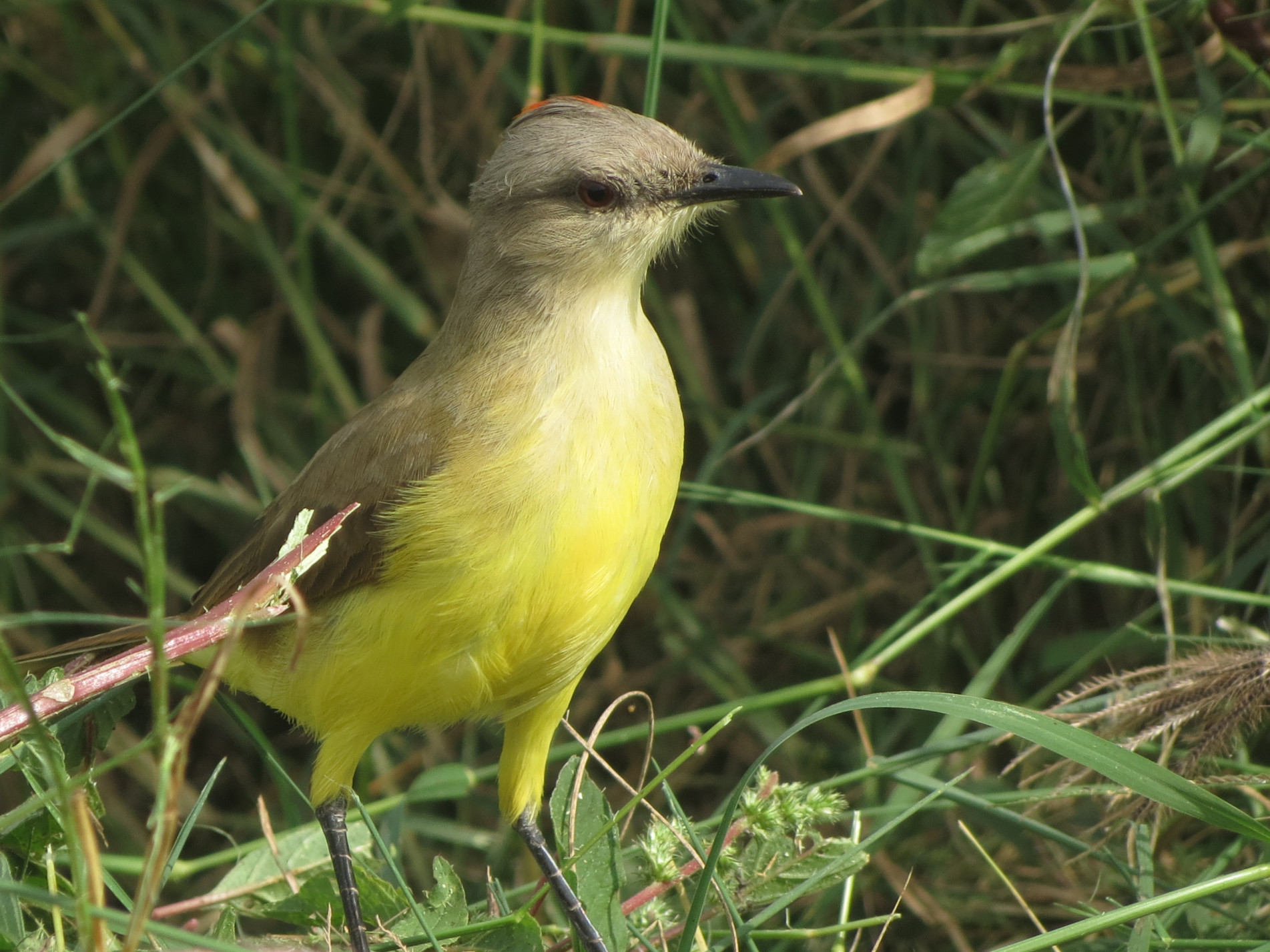 O nome deste pássaro vem do hábito de 