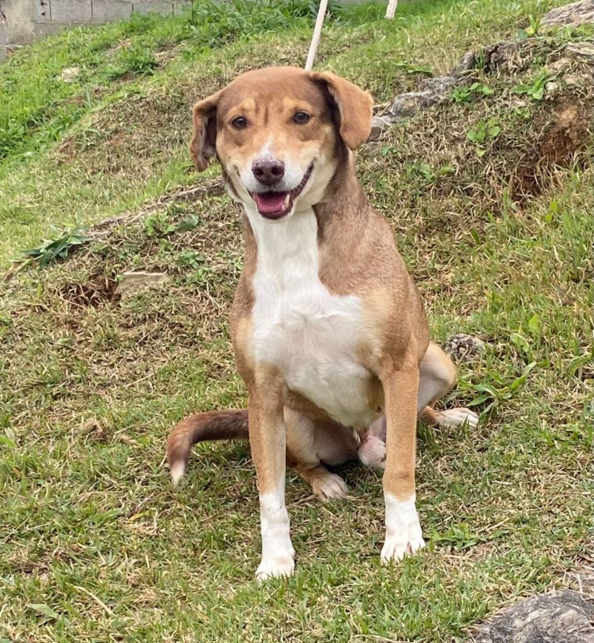Feira de ado&ccedil;&atilde;o de c&atilde;es acontece neste s&aacute;bado (2)