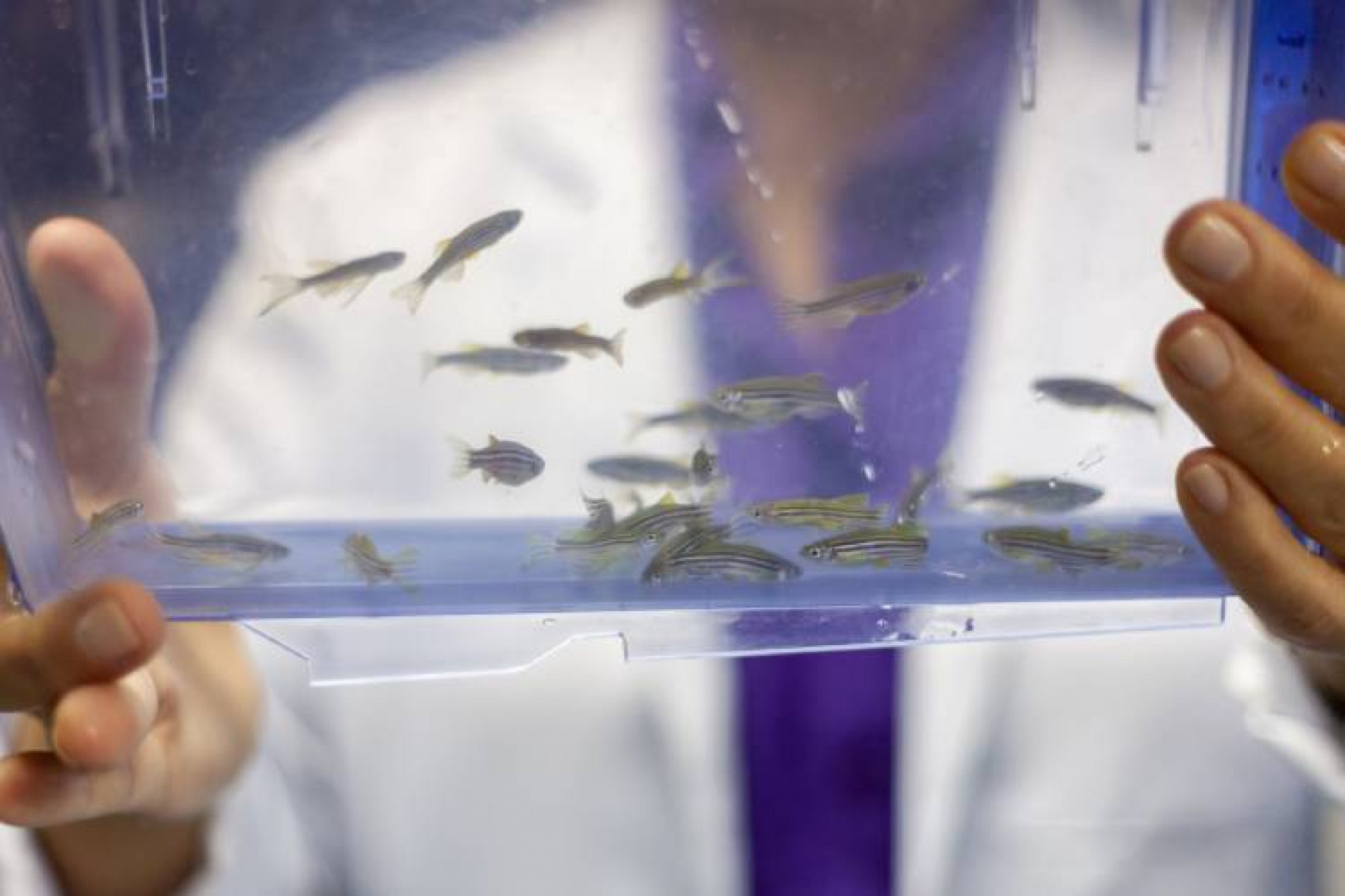 O estudo com o peixe niquim está sendo desenvolvido no Instituto Butantan
