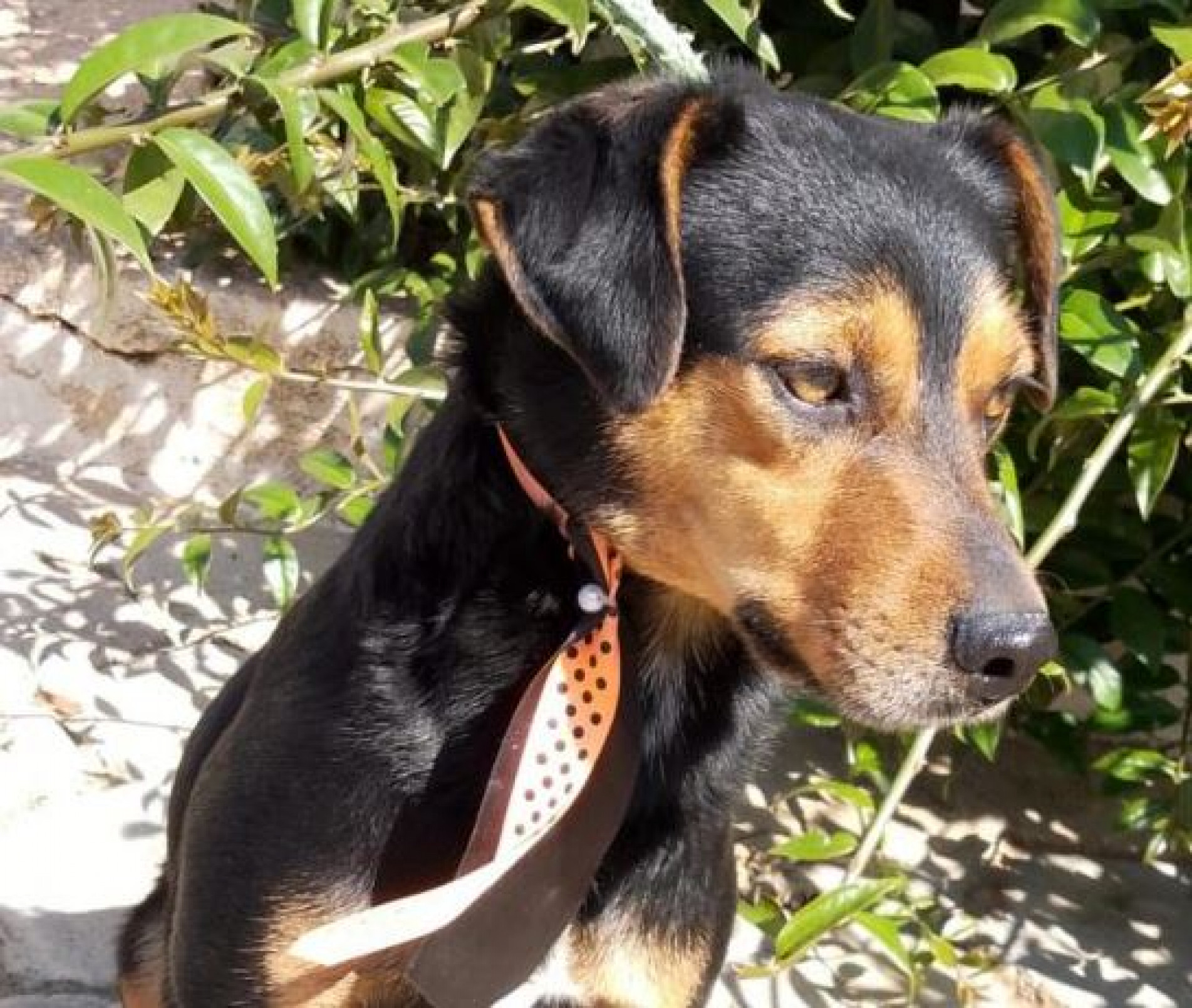 Todos os animais são castrados, microchipados, vacinados e vermifugados