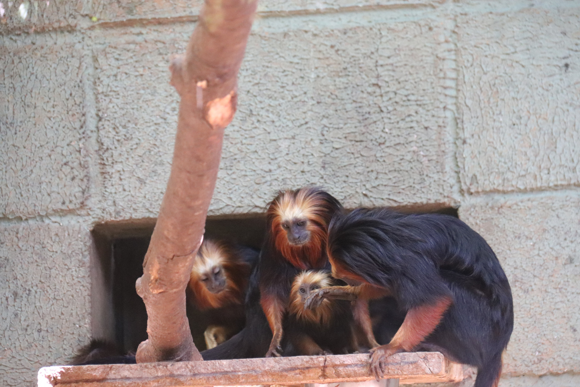 Família de mico-leão-de-cara-dourada (foto) teve dois filhotes; zoo também tem bebês sauim-de-coleira e macaco-aranha-de-testa-branca
