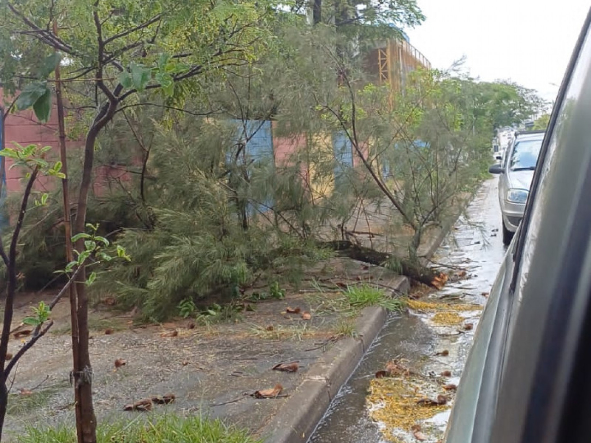 A for&ccedil;a da natureza