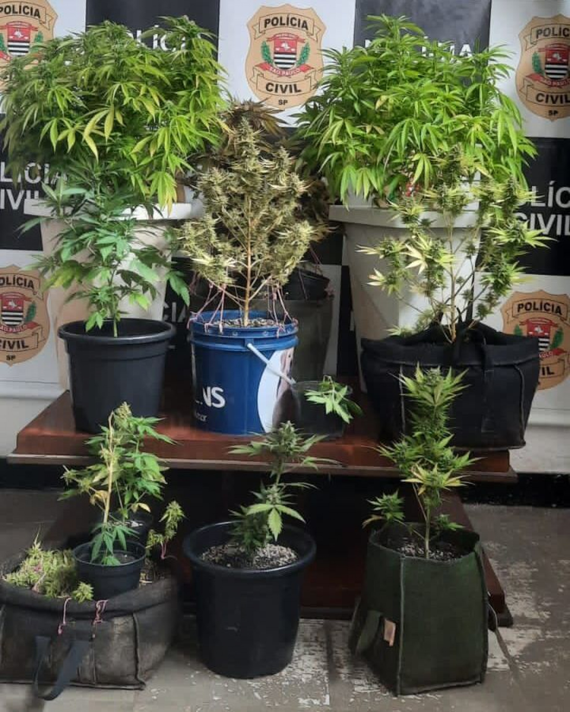 Os policiais encontraram 15 pés de maconha no estabalecimento comercial 