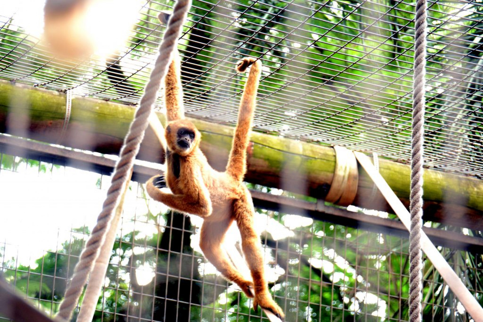 Os residentes realizarão as atividades no Zoológico Municipal de Sorocaba