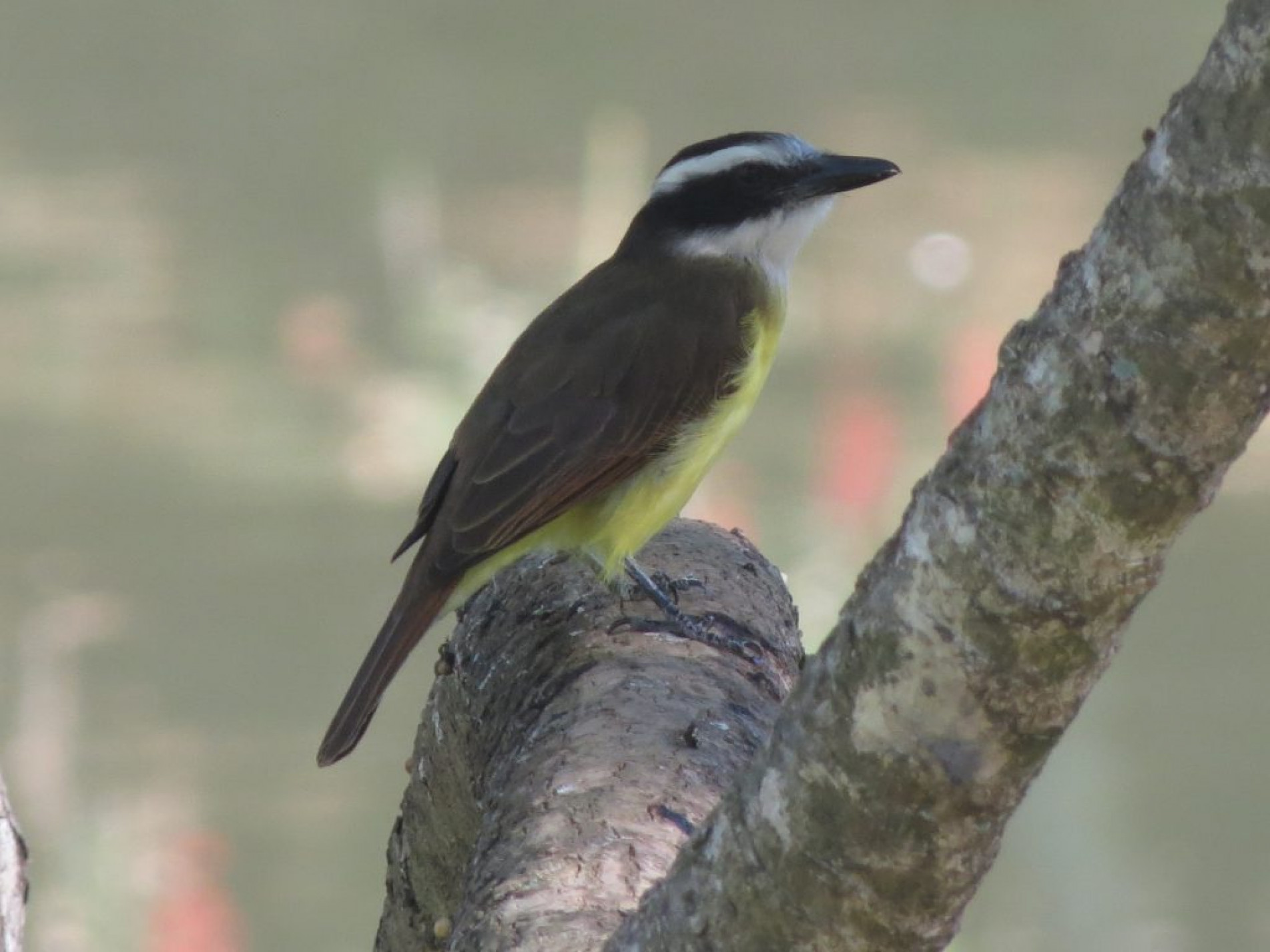 As atividades são gratuitas e abertas ao público, sem necessidade de inscrição prévia
