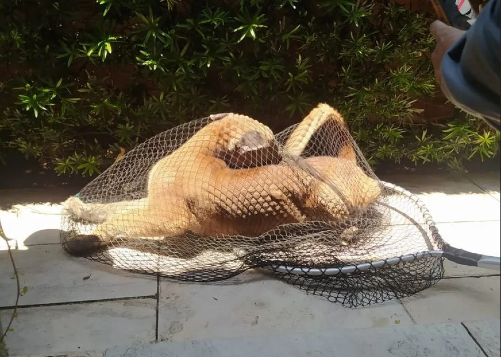 Amy, uma fêmea de aproximadamente dois anos e 25 quilos, foi sedada e solta