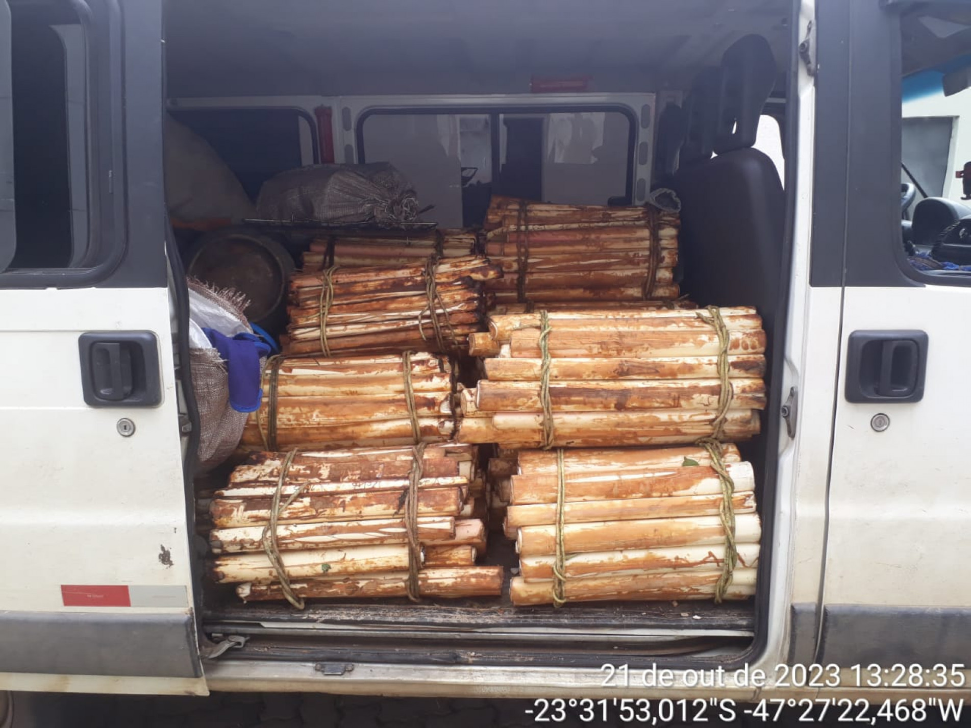 Foram apreendidos 1.236 unidades de palmito tipo juçara, in natura