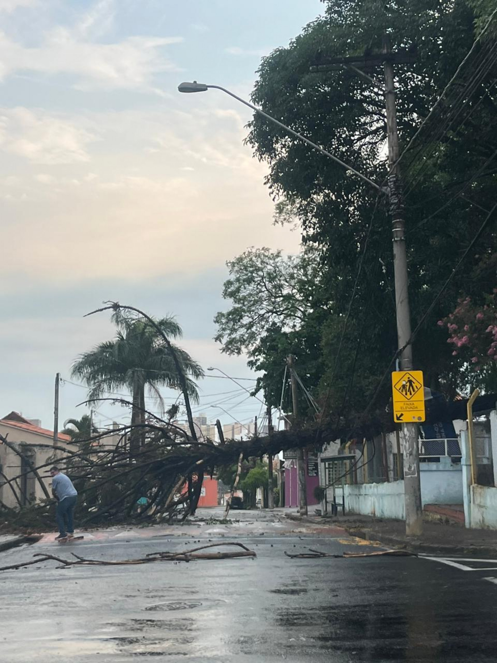  Uma das árvores caiu em frente ao CEI 2, na Vila Santana