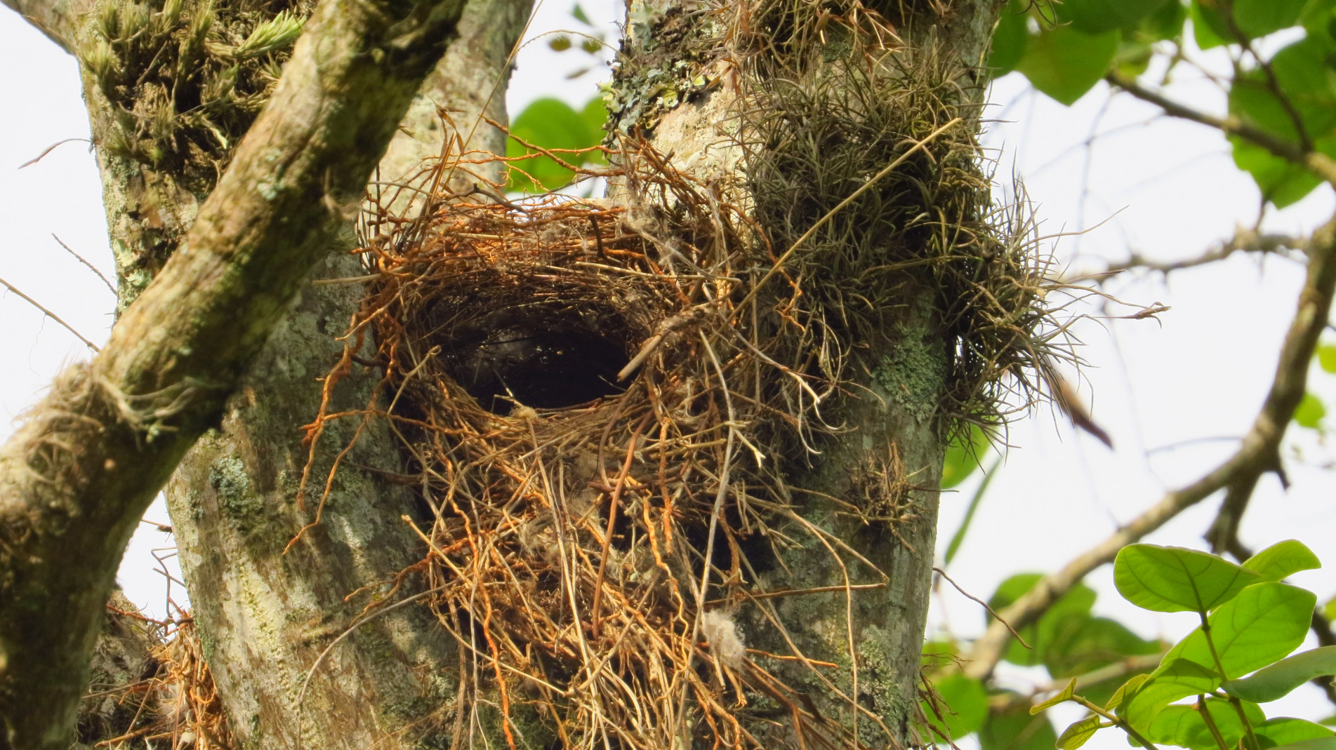 Esse pássaro discreto vive nas copas das aves e constrói um ninho grande, com fibras vegetais