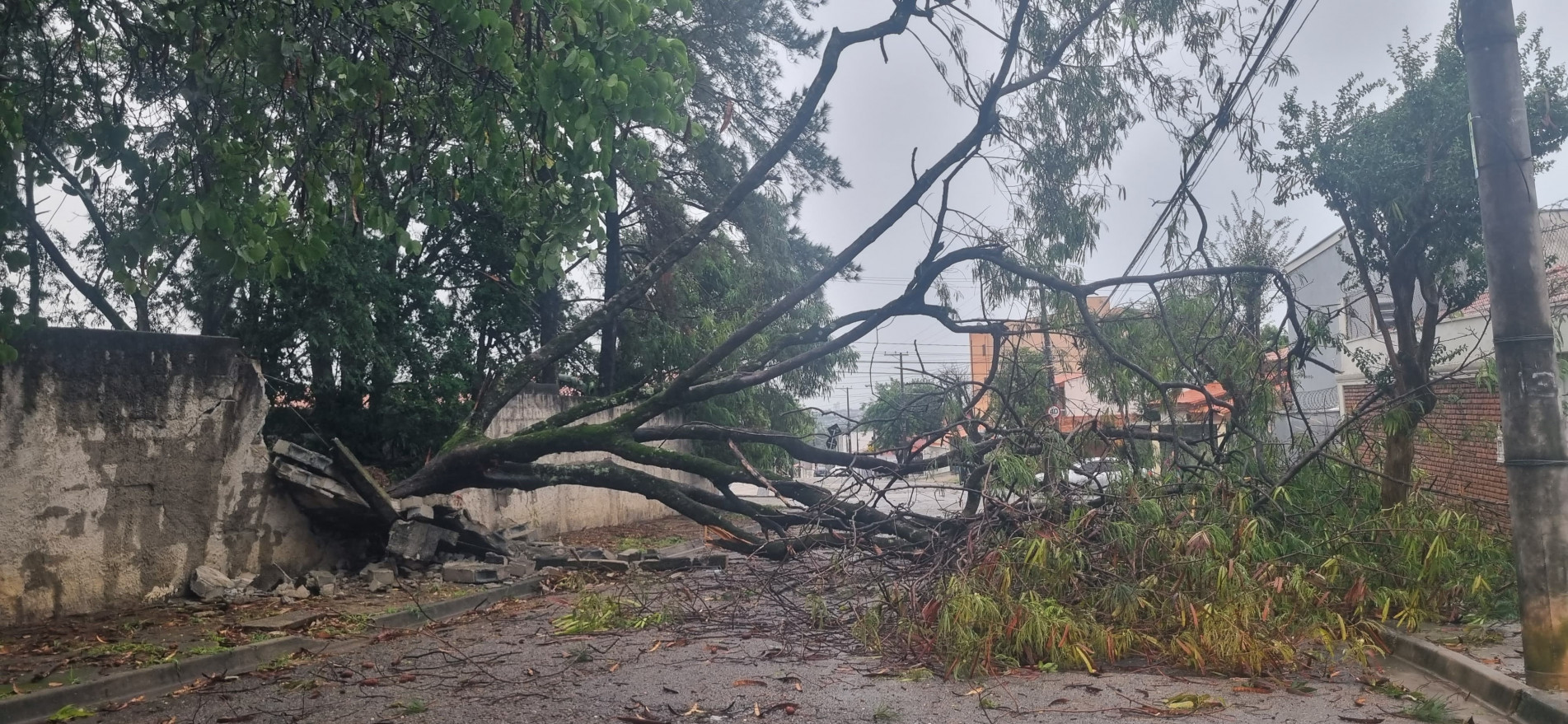 Alameda das Hortênsias, no Jardim Simus, árvore caiu no muro de uma escola estadual 