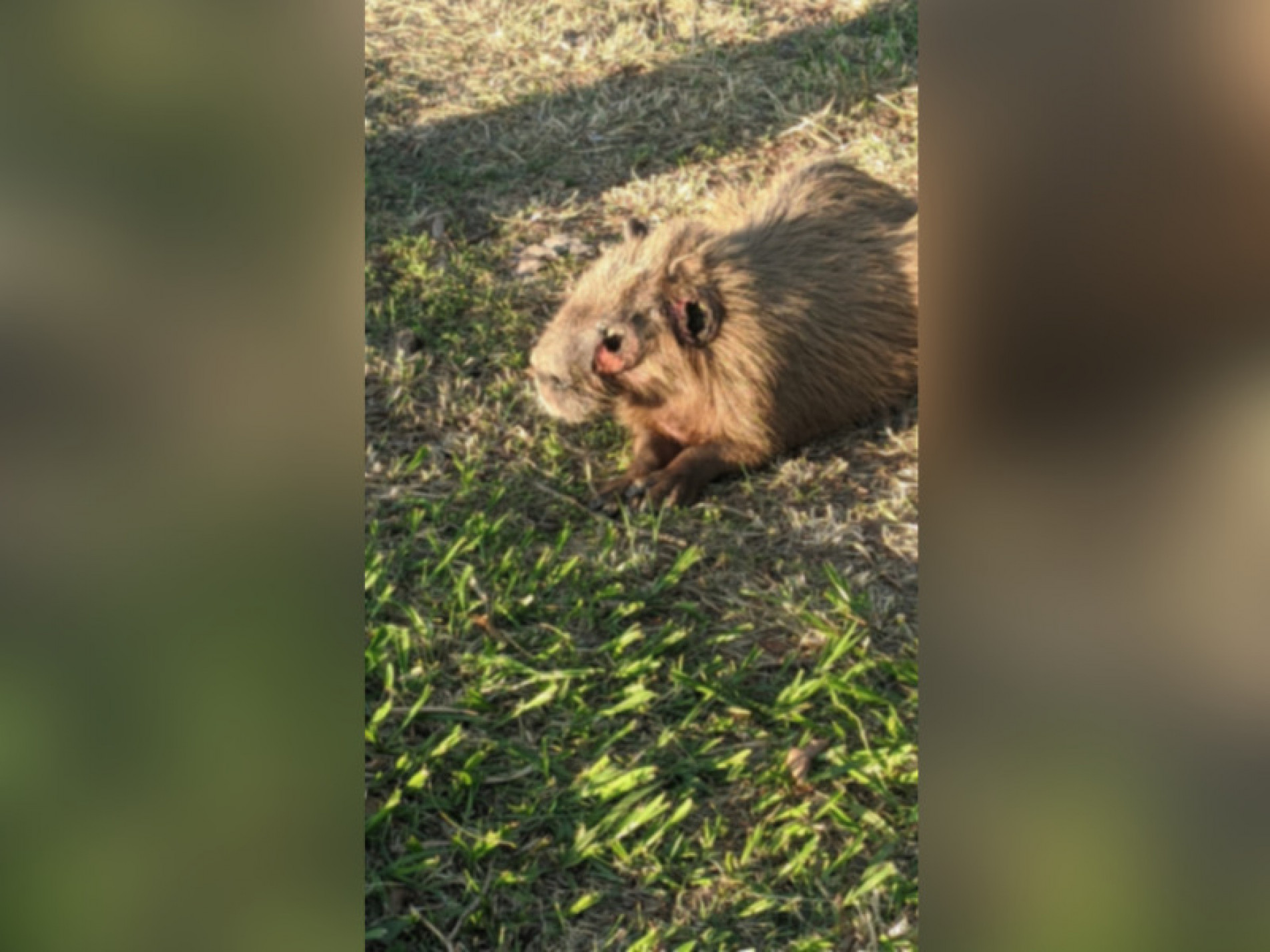 A capivara encontrava-se sem um olho, com um buraco na cabeça e ferimentos que pareciam ser de miíase
