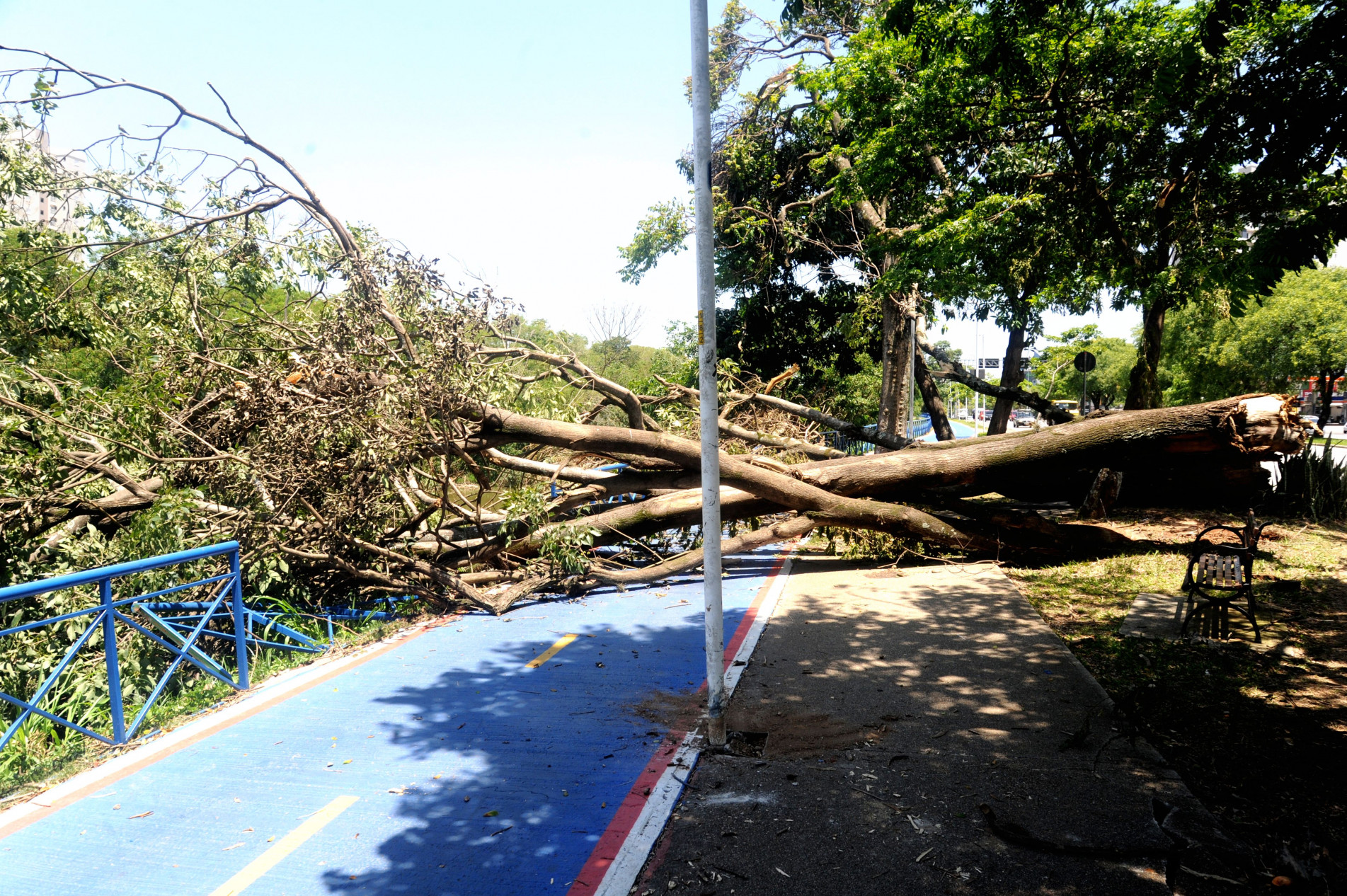 Ontem, trecho da ciclovia da Dom Aguirre continuava obstruído por árvores tombadas 