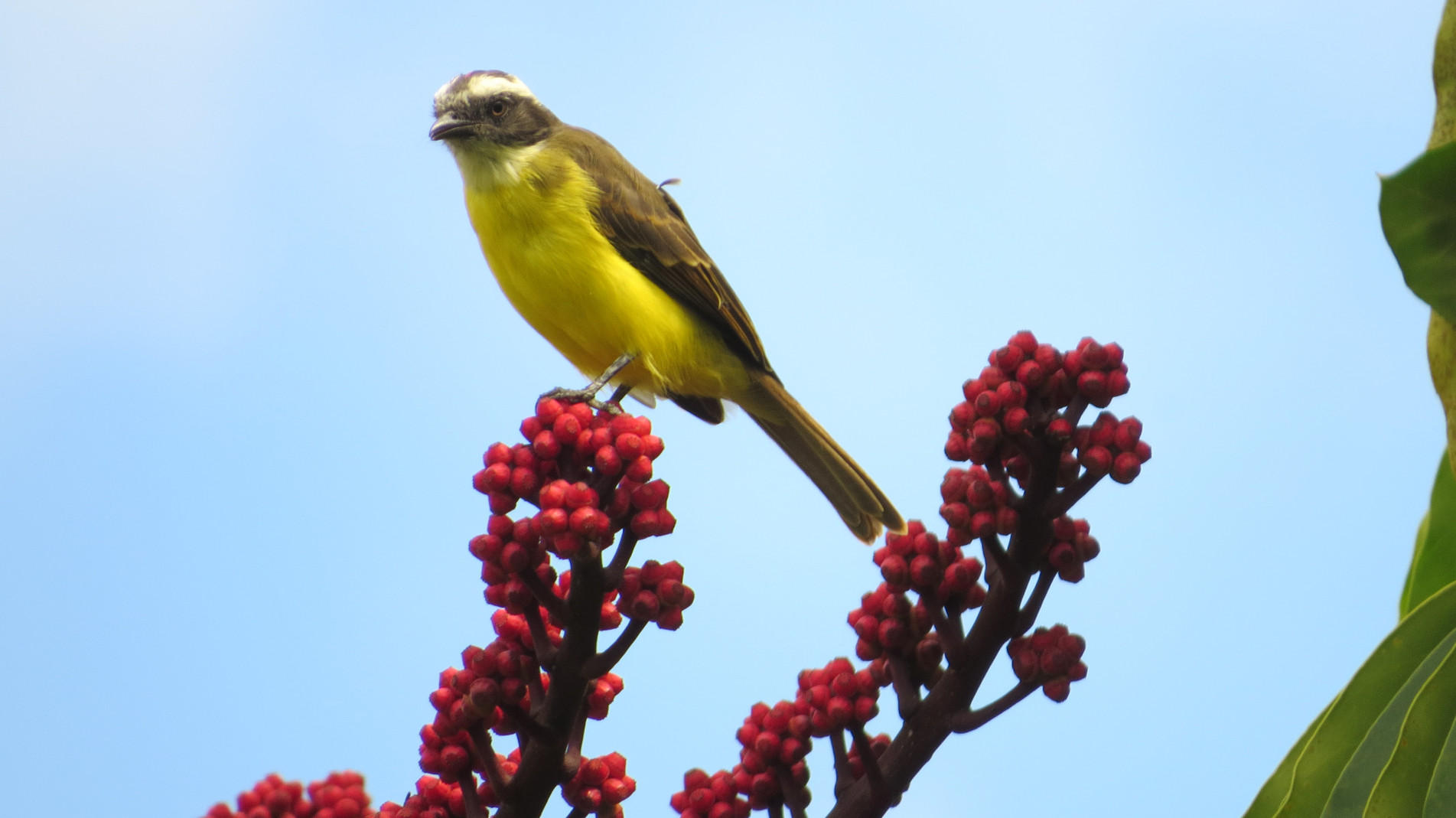 Provavelmente, você já deve ter visto ele, achando que era um bem-te-vi